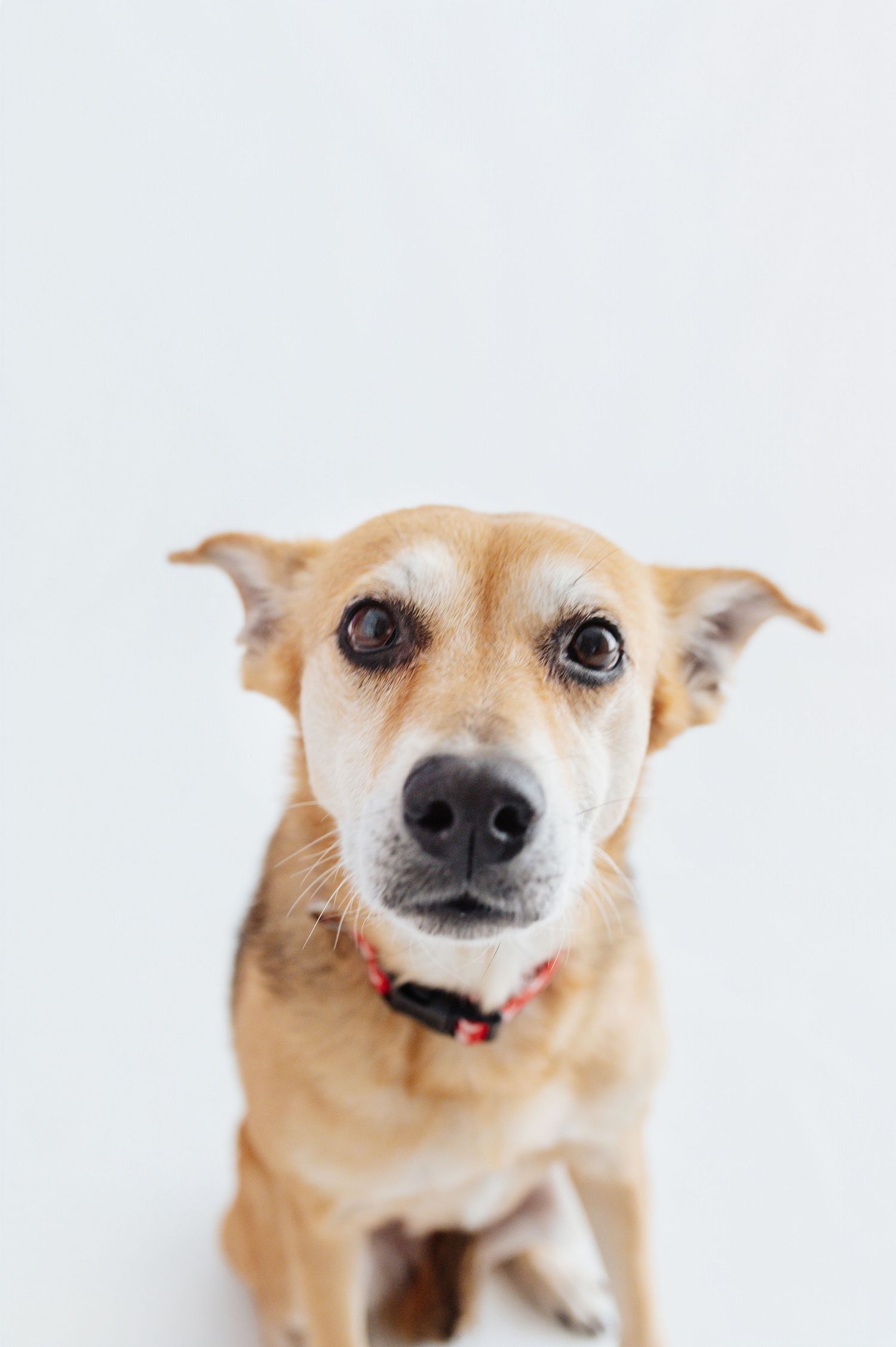 Adorable tan dog with big brown eyes wearing a red collar sits attentively against a white background.