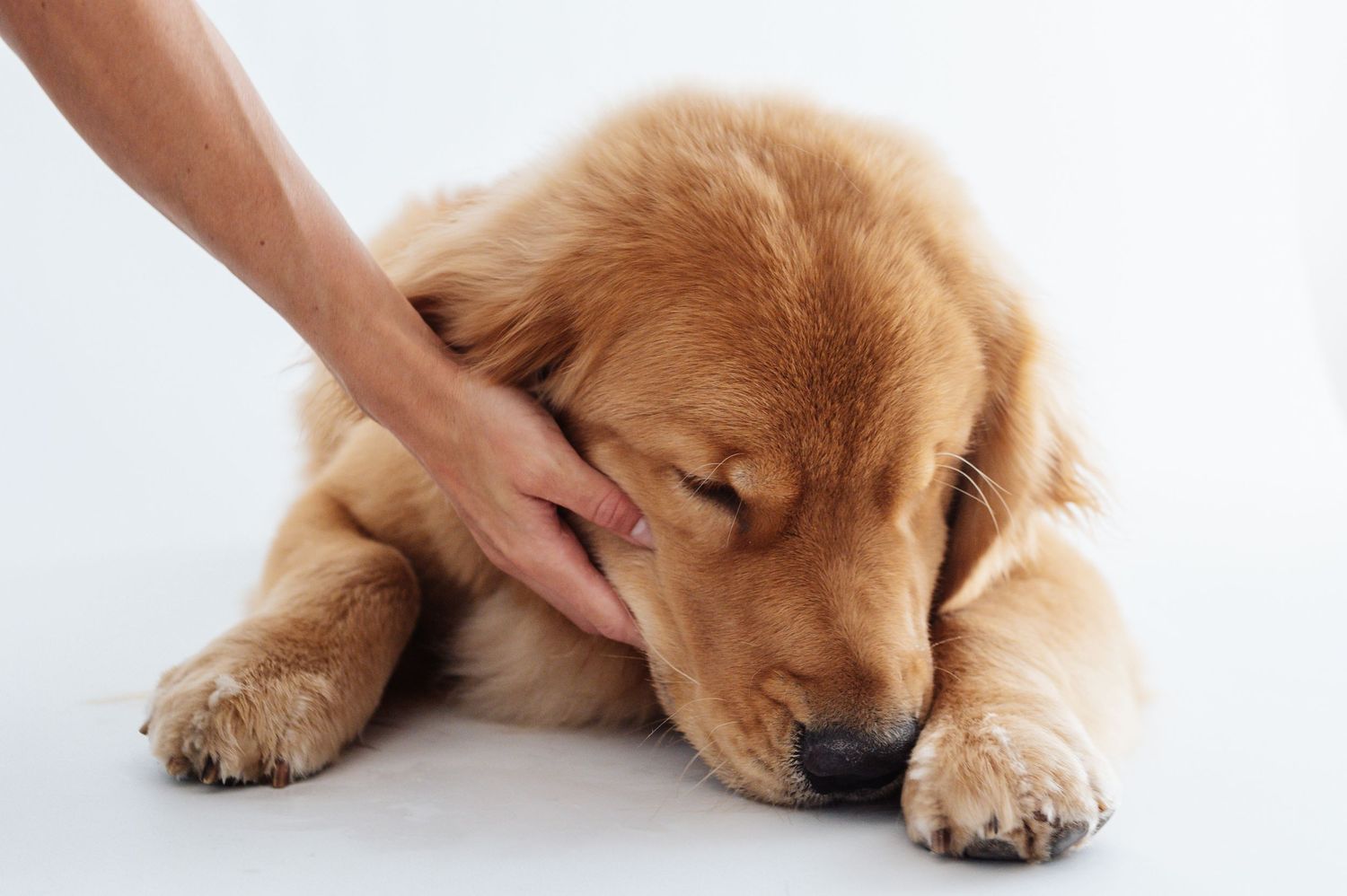 A person gently pets a sleepy golden retriever puppy lying down on a white surface.