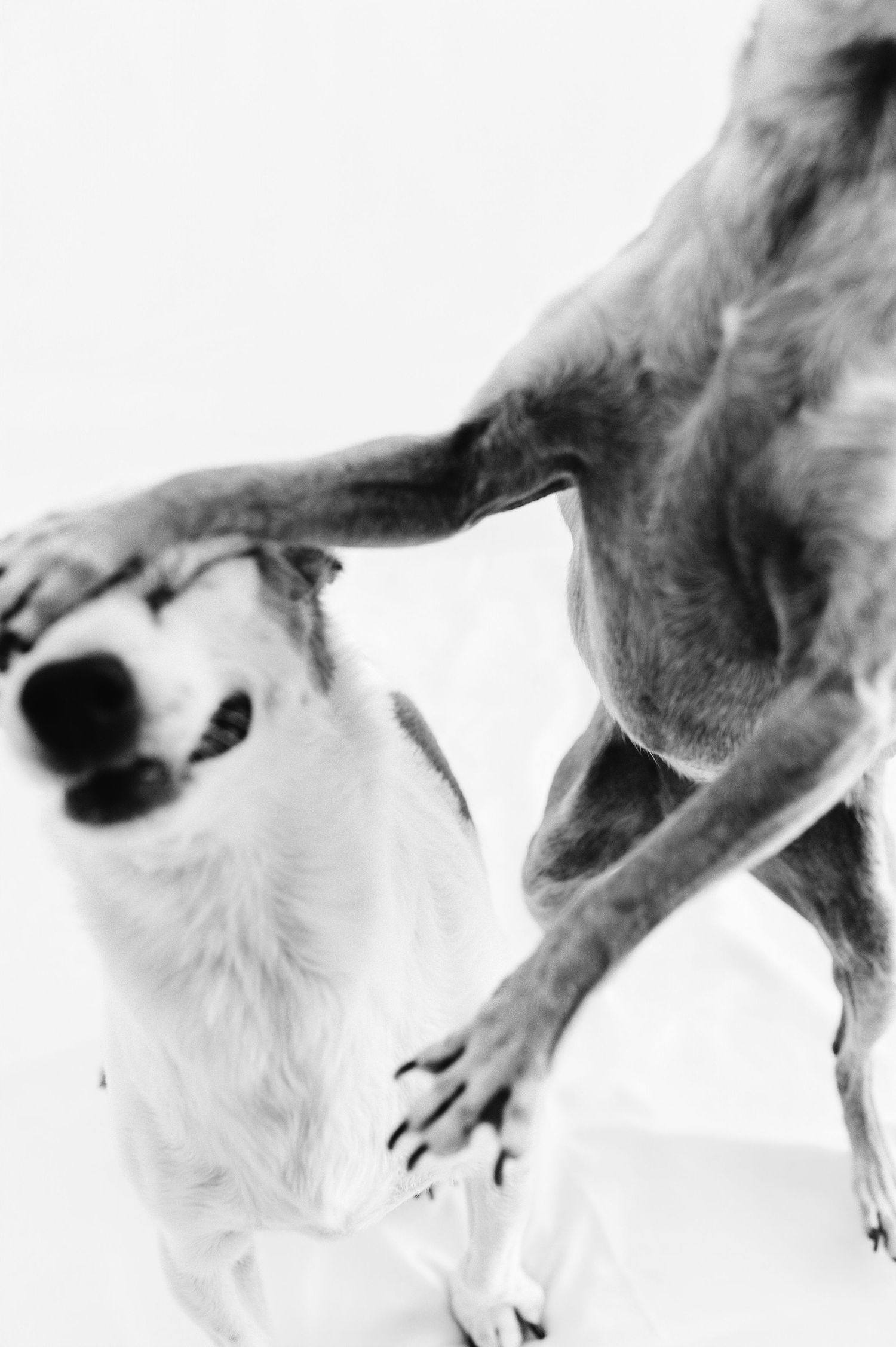 Black and white photo of two dogs playing together with one pinning the other down on white background.