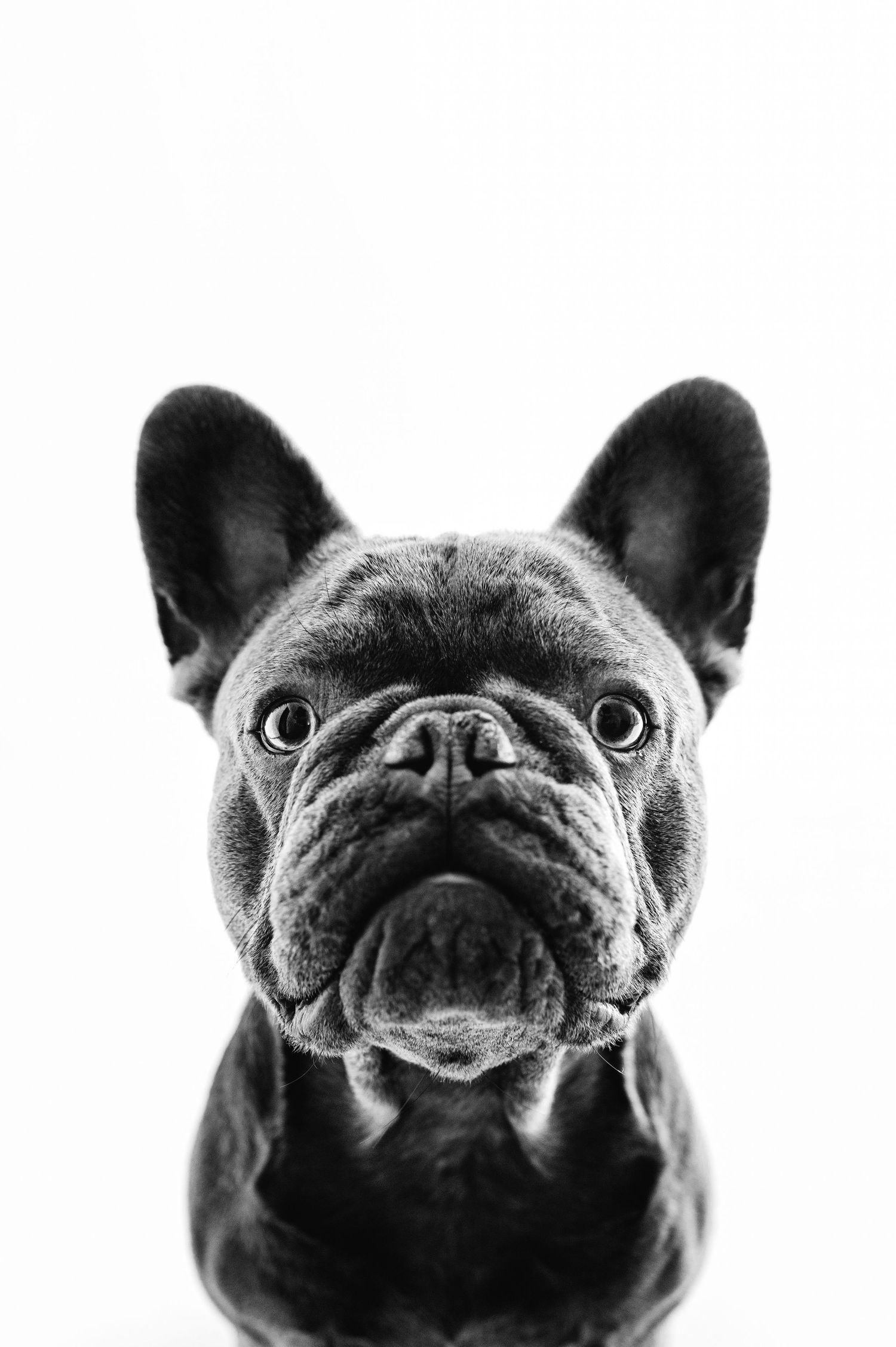 Close-up black and white portrait of a French Bulldog with wrinkled face and large bat ears.