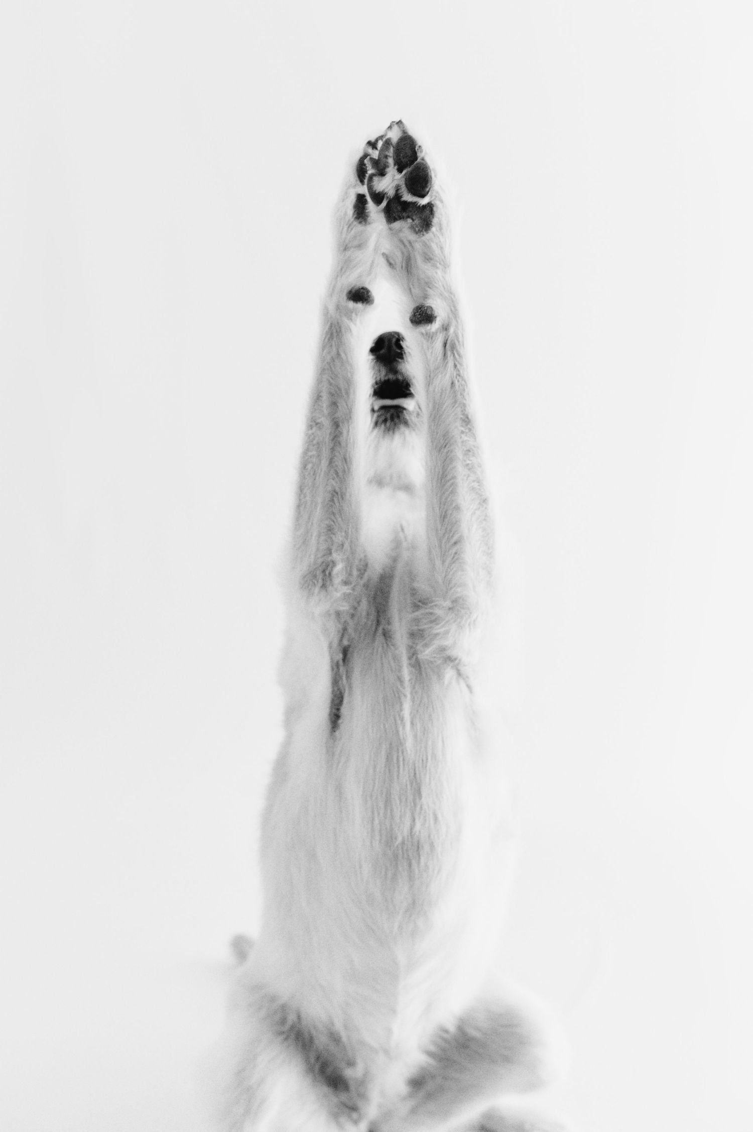 A fluffy white dog raises both paws up high against a white background in a black and white photo.
