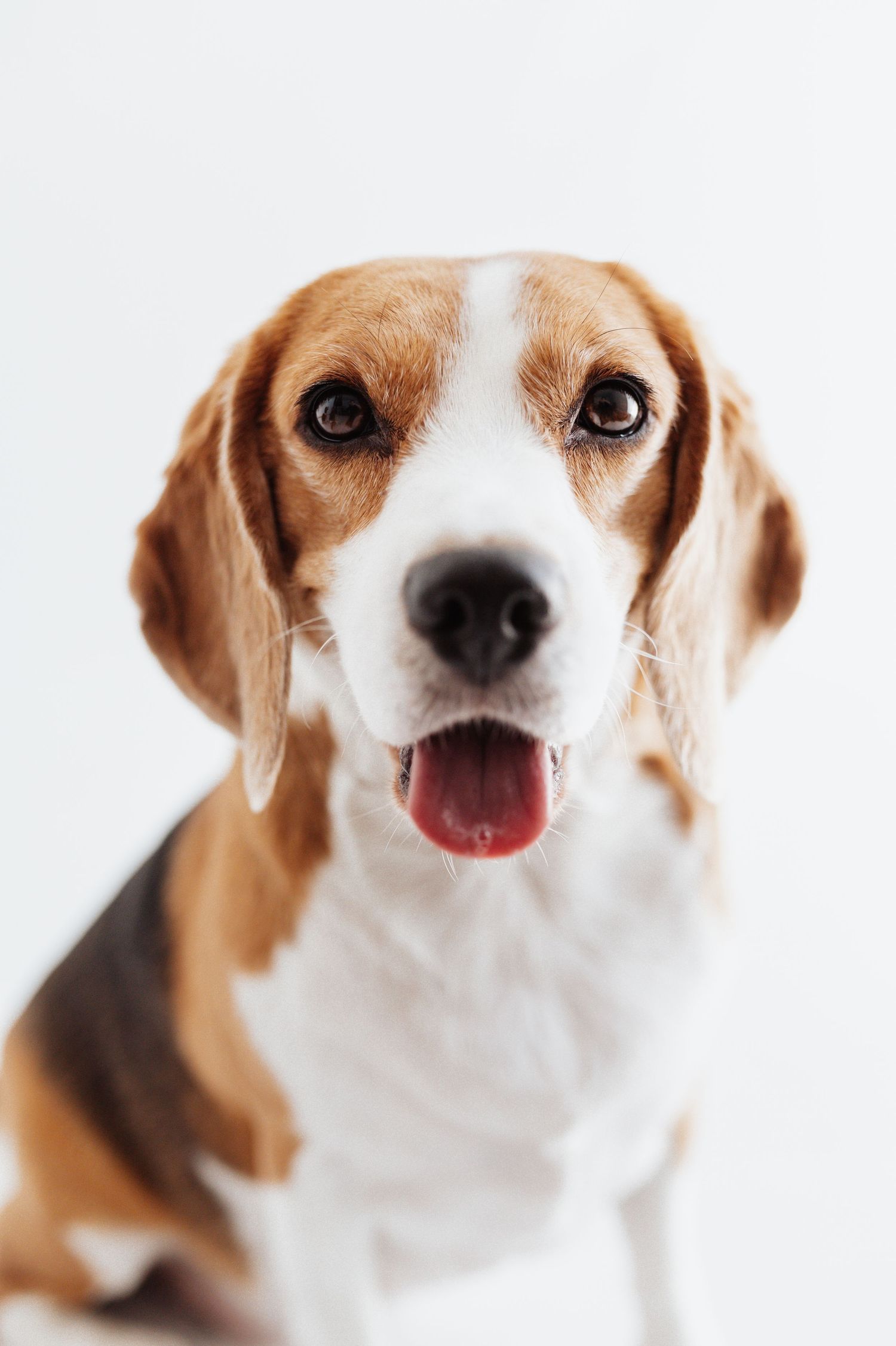 Portrait of a tricolor Beagle dog with tongue out looking at camera on white background.