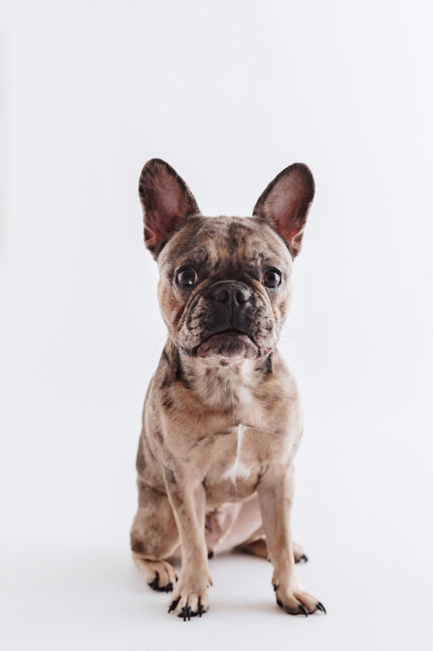 A brindle French Bulldog sits attentively facing the camera against a clean white background.