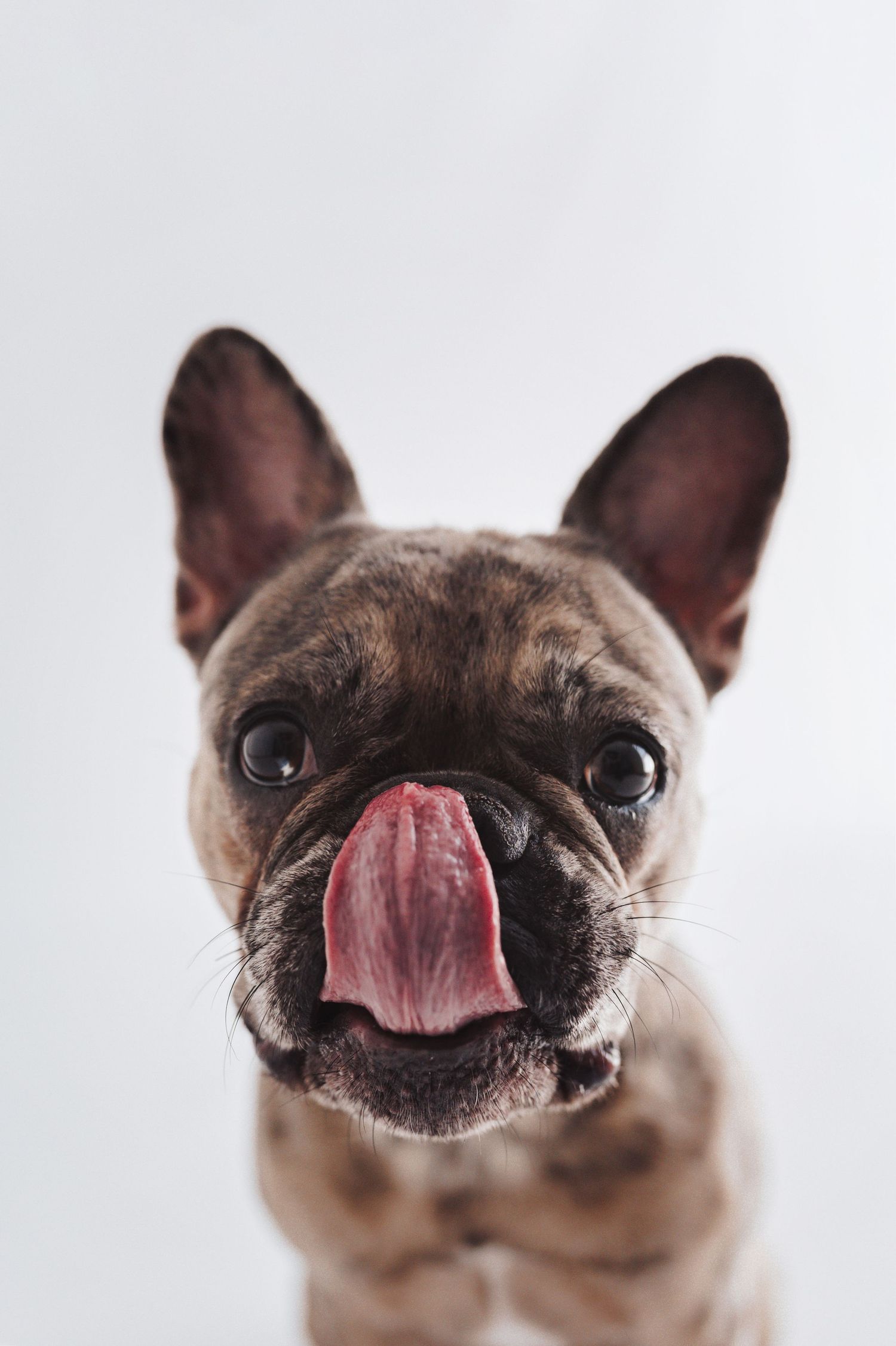 A French Bulldog sticks out its pink tongue while looking at the camera against a white background.