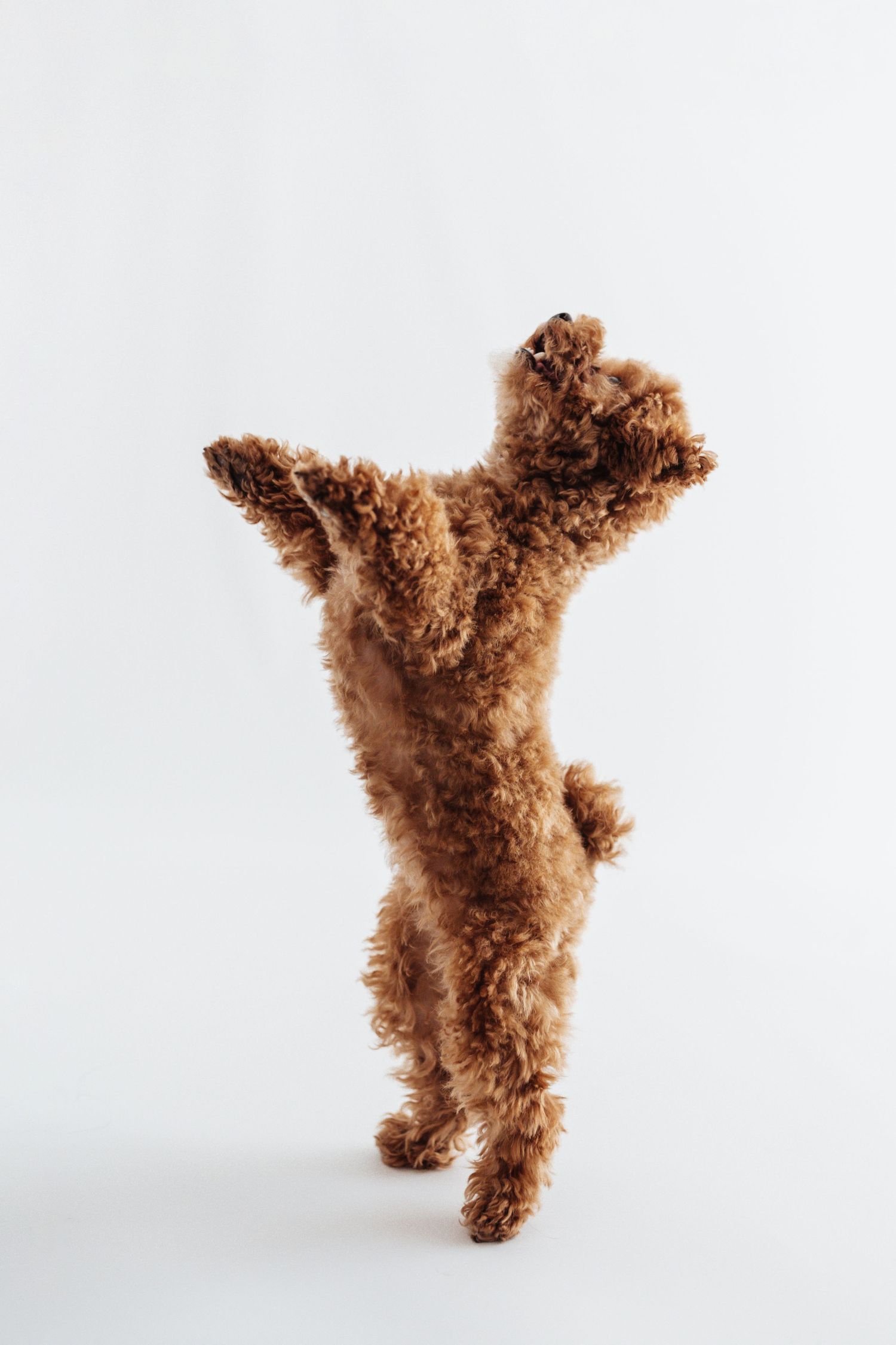 Fluffy brown toy poodle standing on hind legs against a clean white background.
