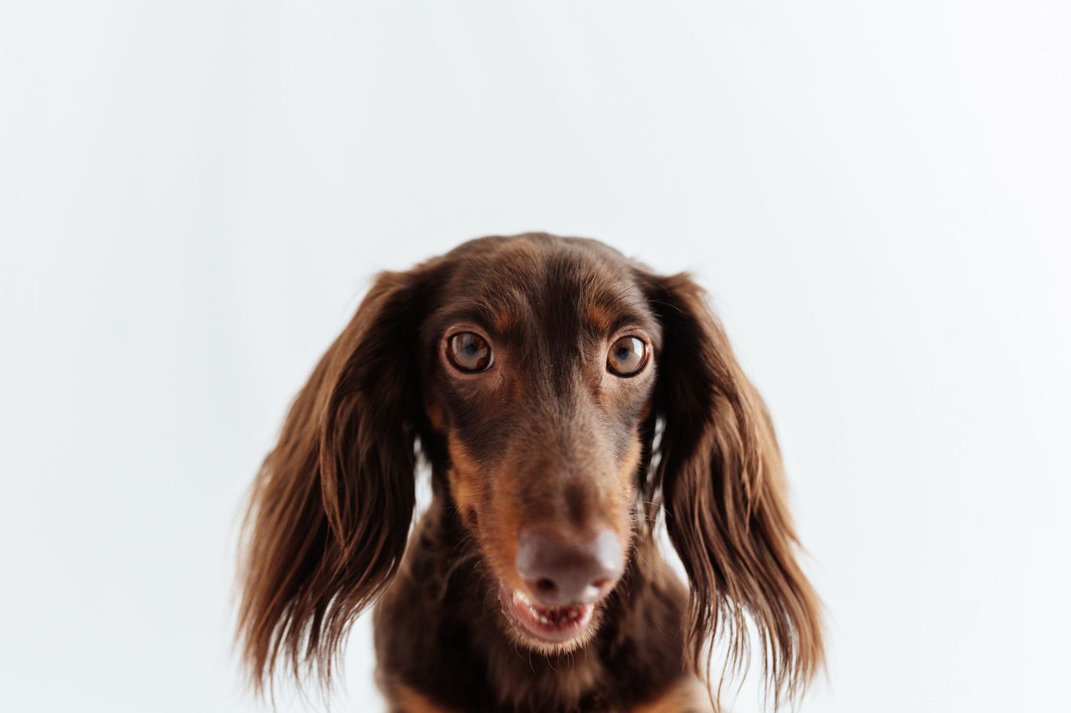 Close-up portrait of a curious brown long-haired Dachshund dog looking at camera on white background.