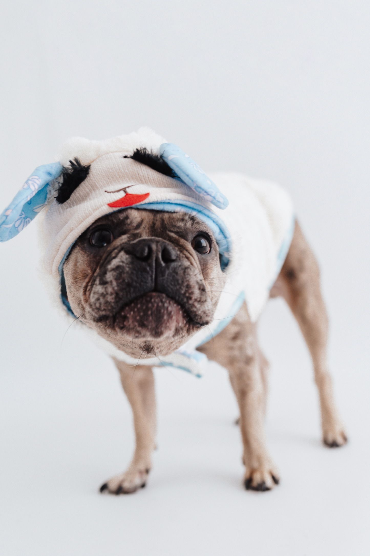 A French Bulldog wearing a white and blue bunny costume hood stands against a light gray background.