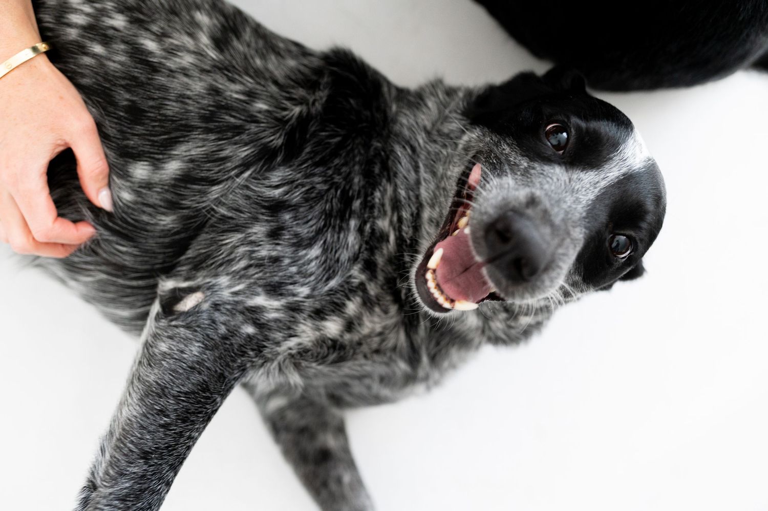 Happy speckled Australian Cattle Dog smiling while being petted on white background.