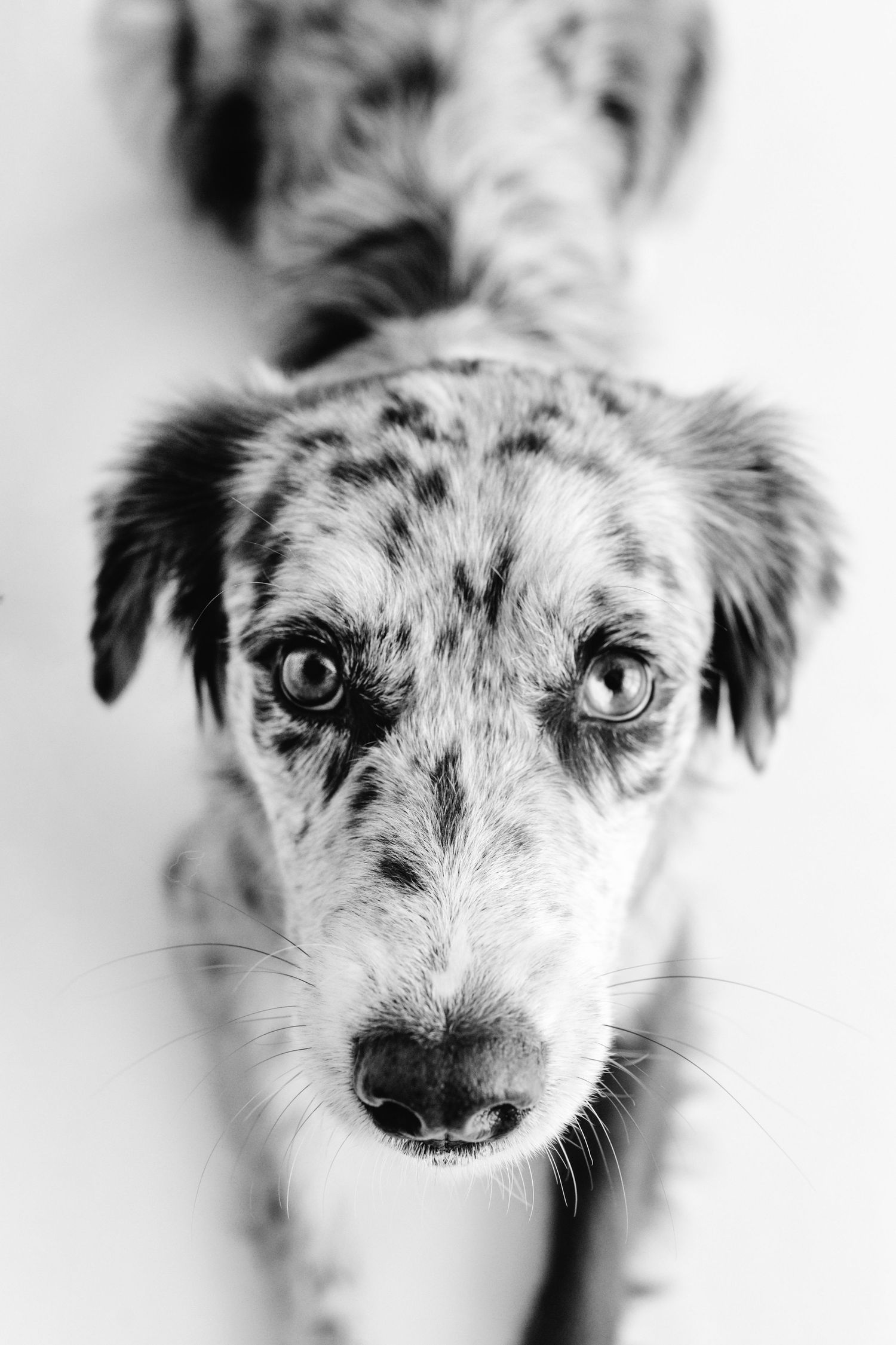Black and white close-up portrait of a spotted mixed breed puppy looking up at camera.