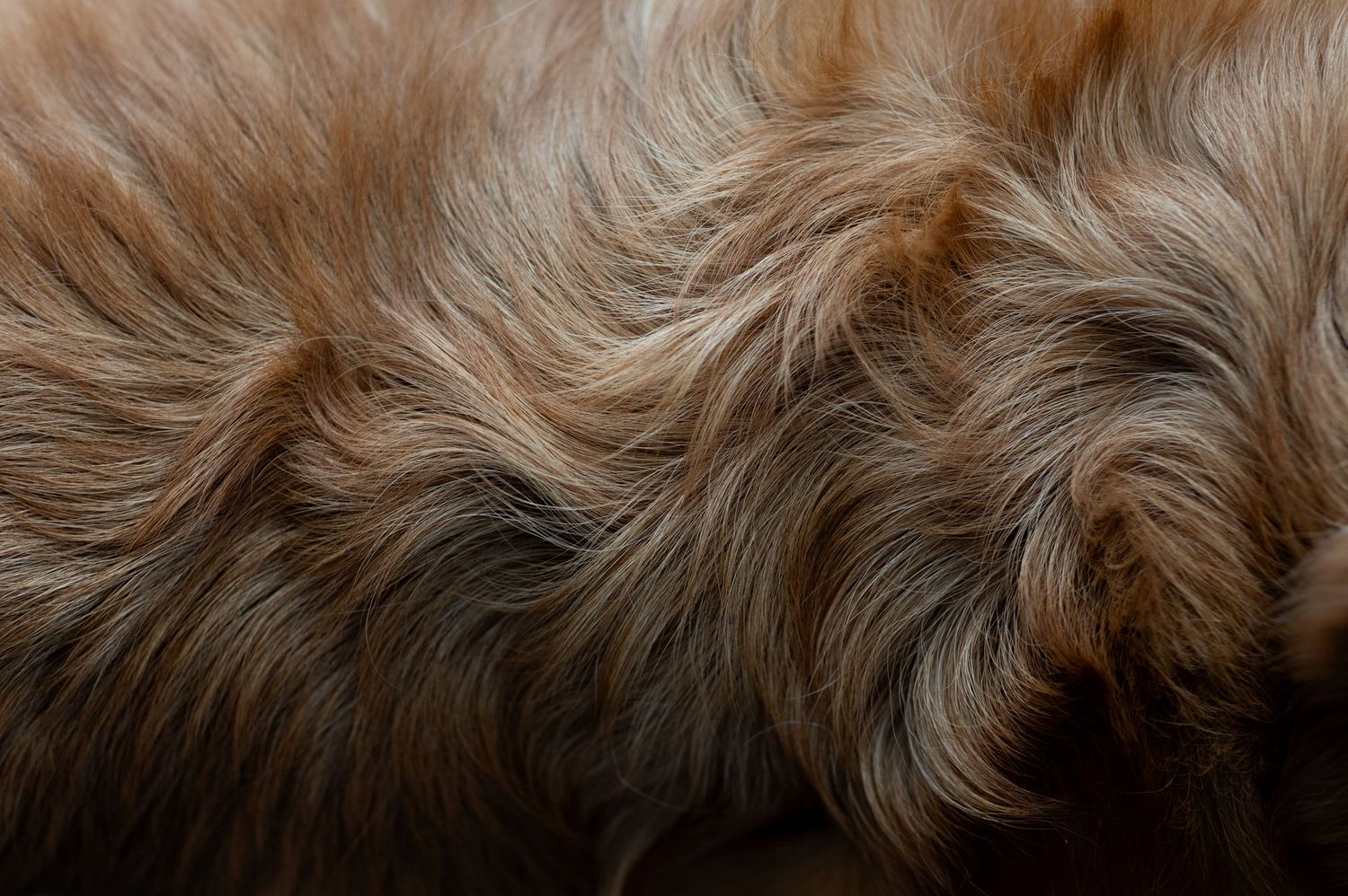 Close-up macro shot of golden brown dog fur texture detail.