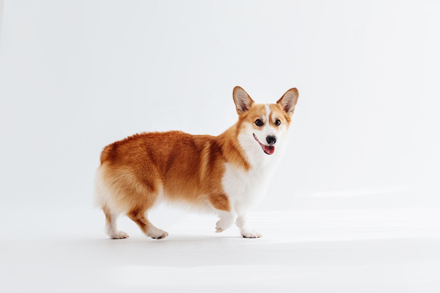 Happy Pembroke Welsh Corgi dog standing sideways on white background.