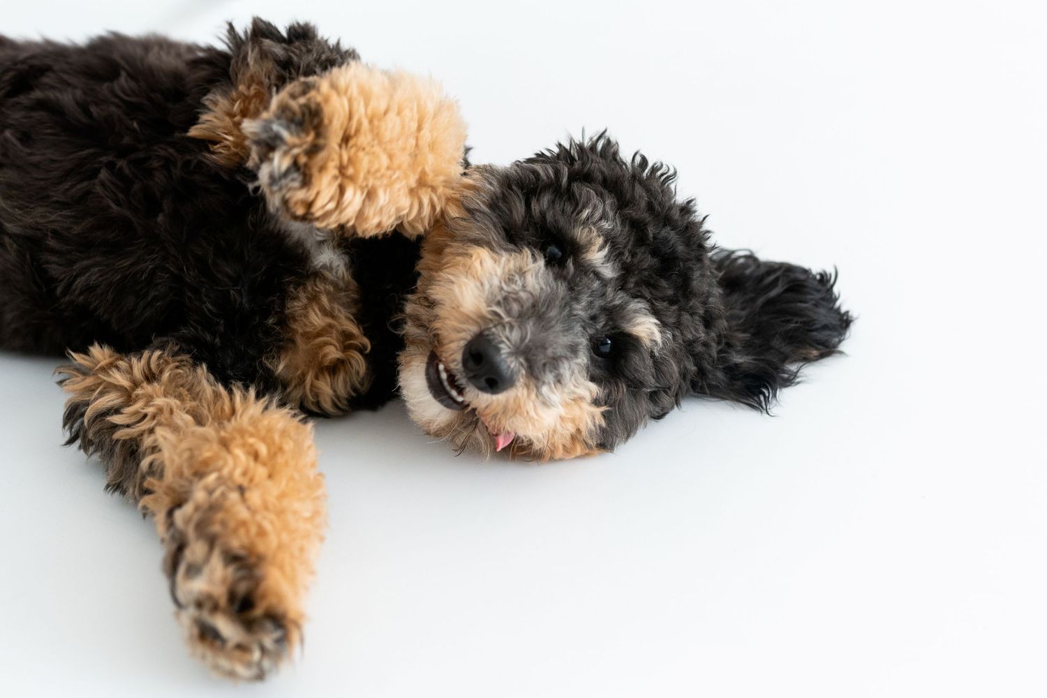 Fluffy black and tan Airedale or doodle puppy lying on its back on a white background.