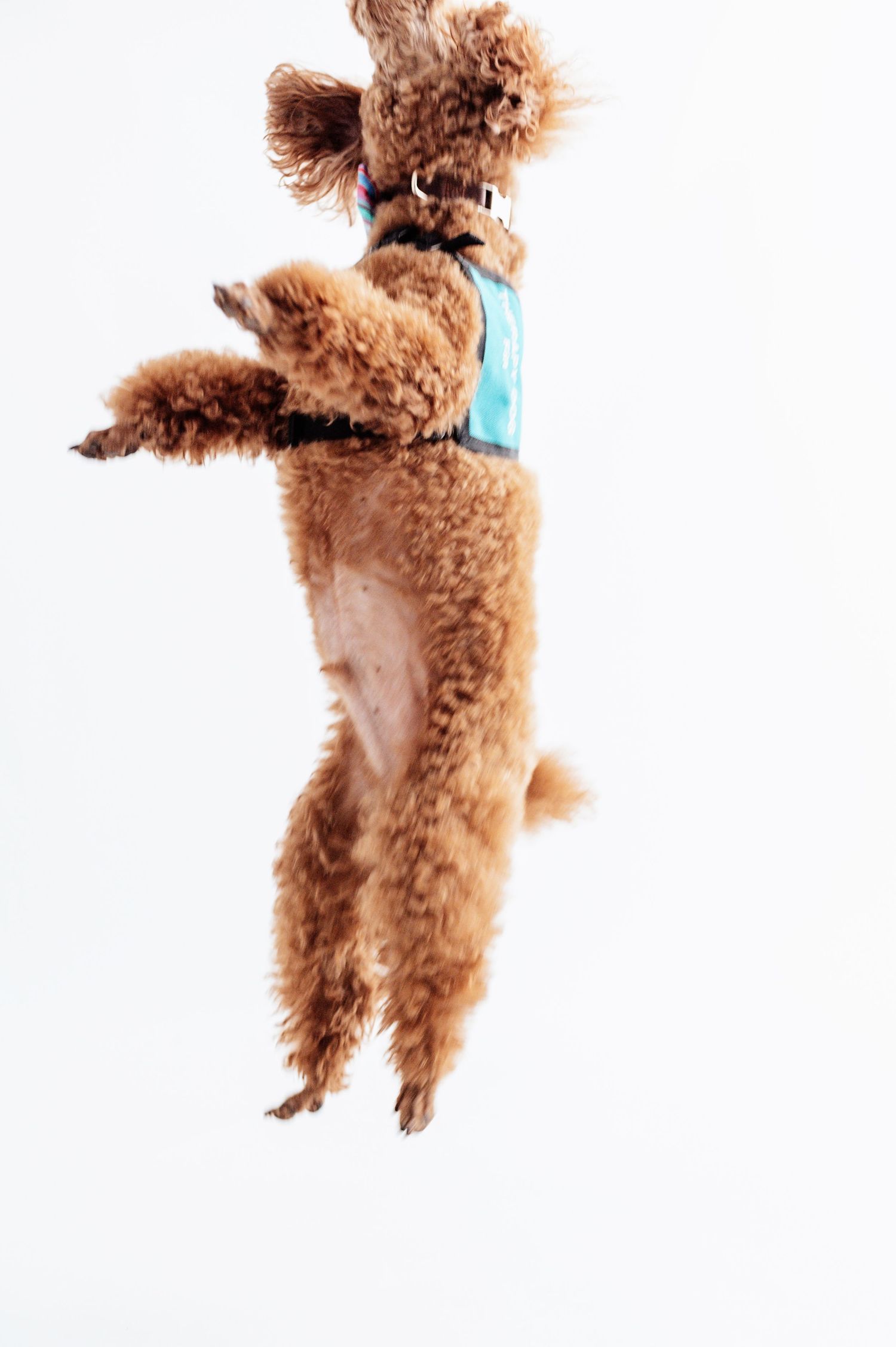 A fluffy brown poodle wearing a blue harness jumps energetically against a white background.