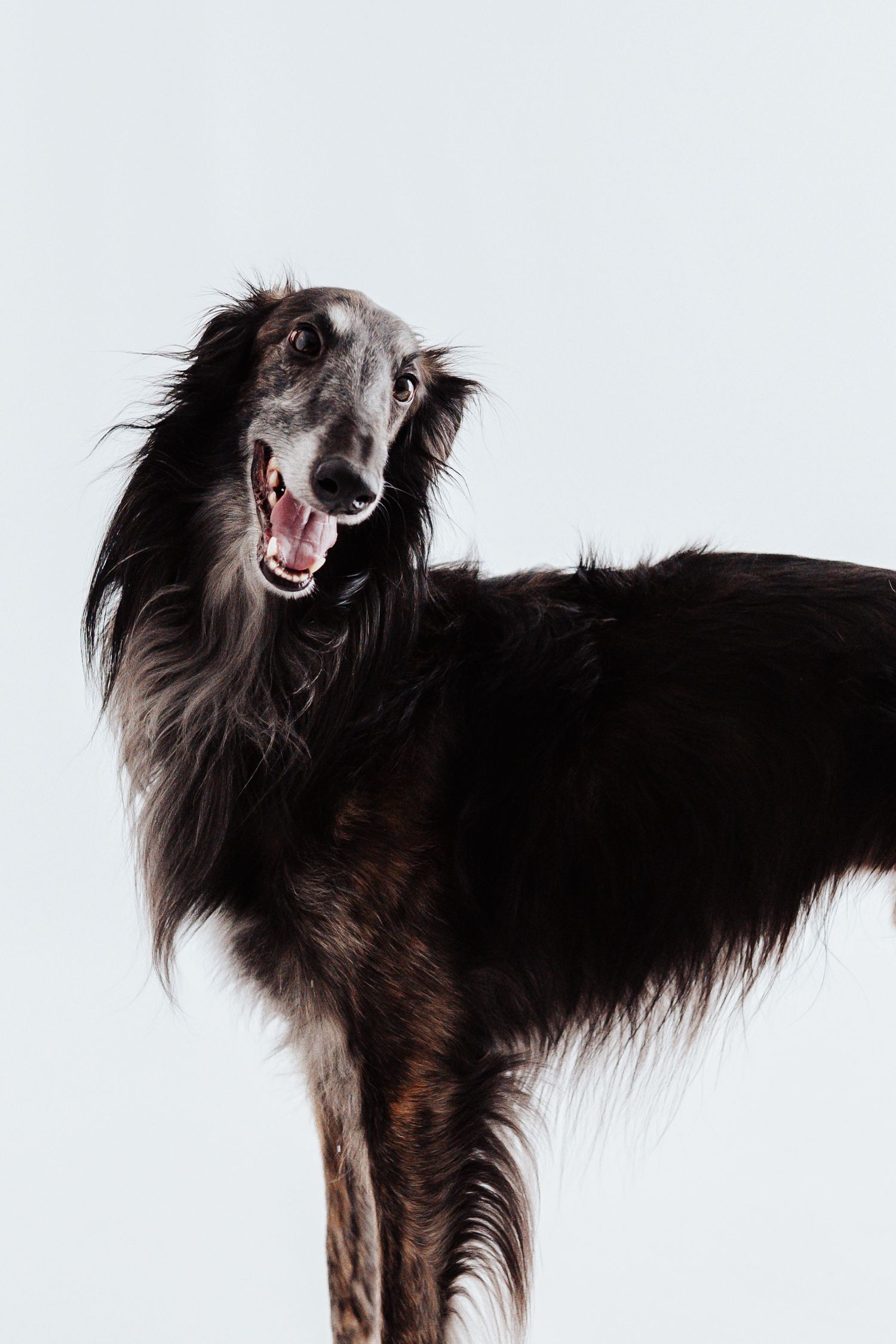 A elegant black and gray Borzoi dog with flowing fur stands with mouth open on a light background.