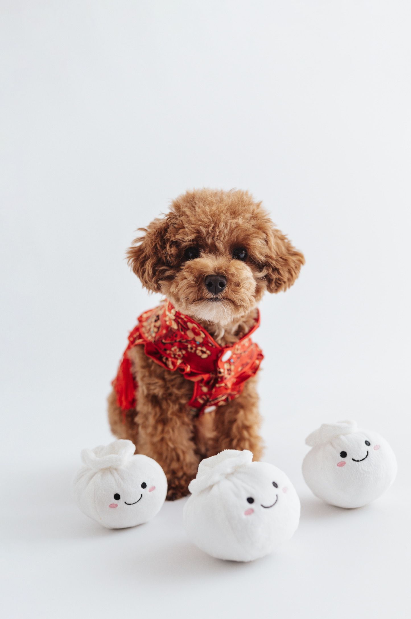 A fluffy brown toy poodle wearing a red floral bandana sits surrounded by three cute dumpling plush toys on white background.