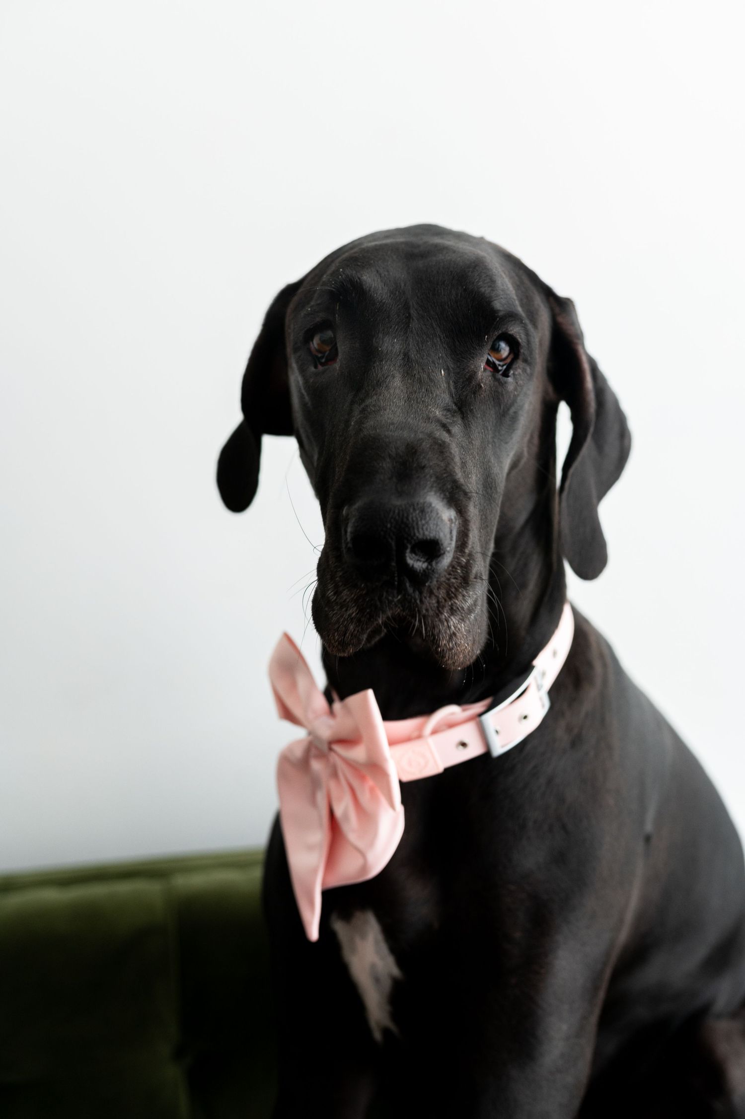 Elegant black Great Dane dog wearing a pink bow collar sitting on a green velvet chair.