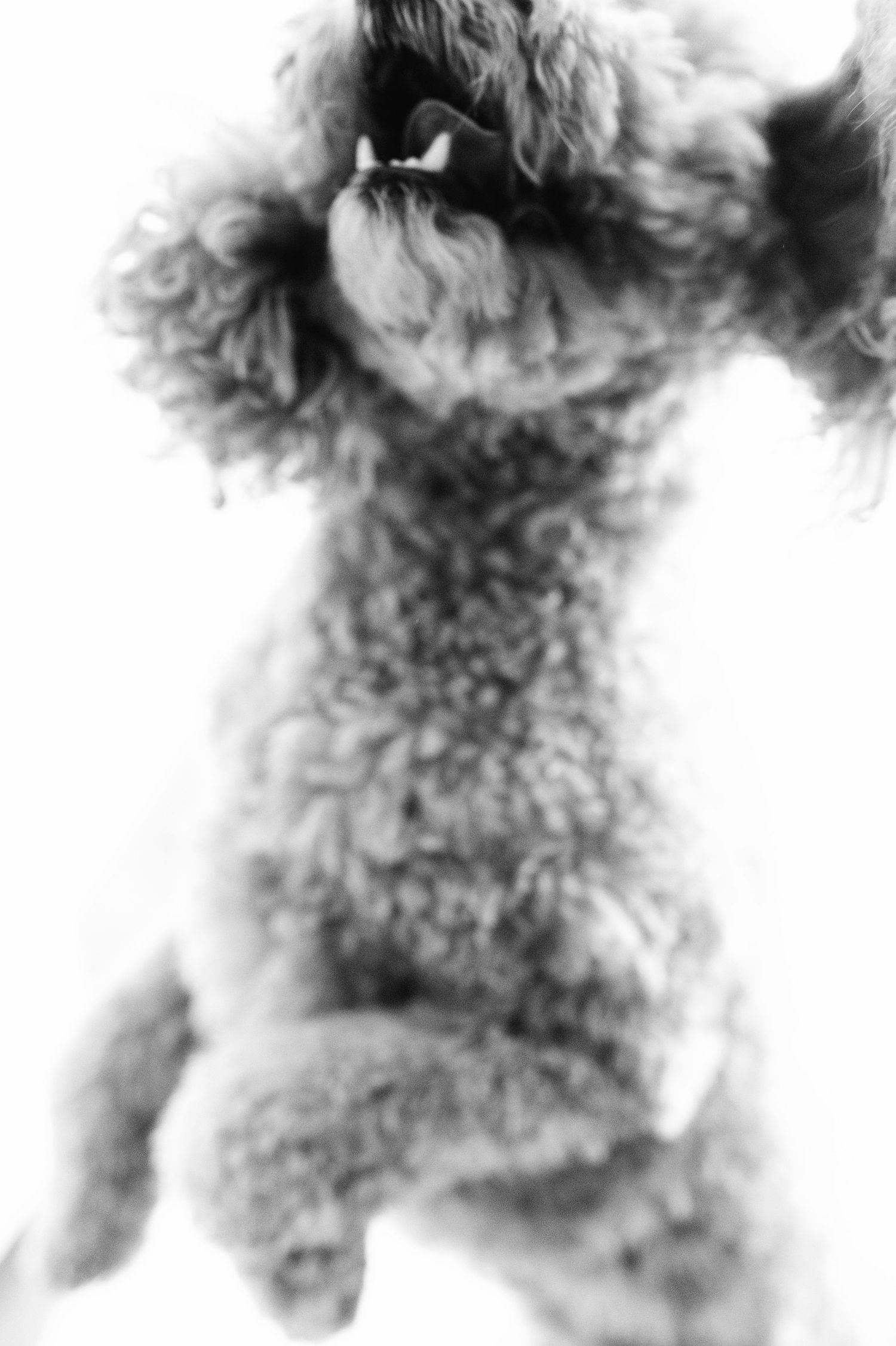 Fluffy curly-haired dog jumping, captured in black and white motion blur photo.