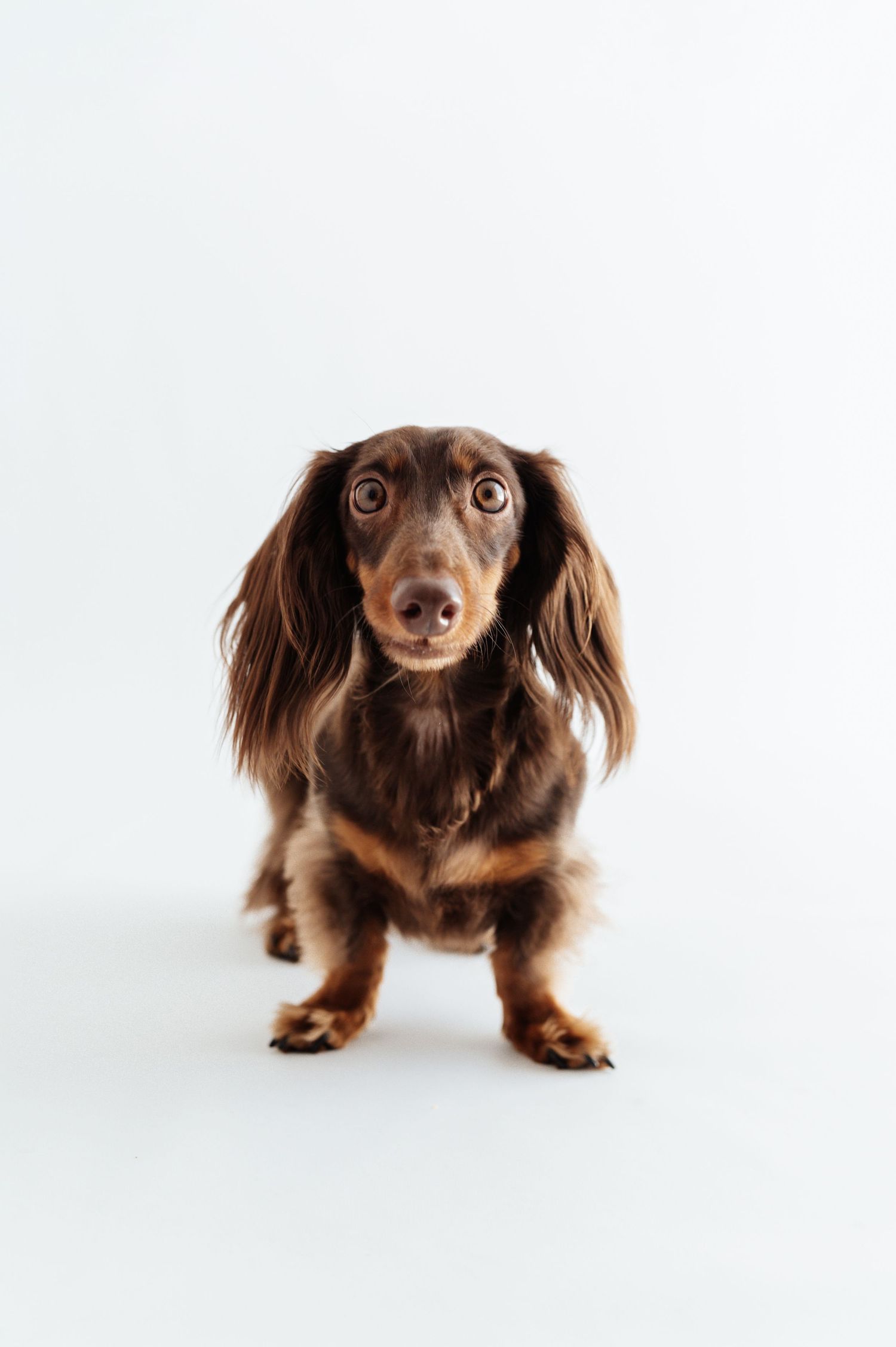 Adorable brown long-haired dachshund dog looking at camera on white studio background.