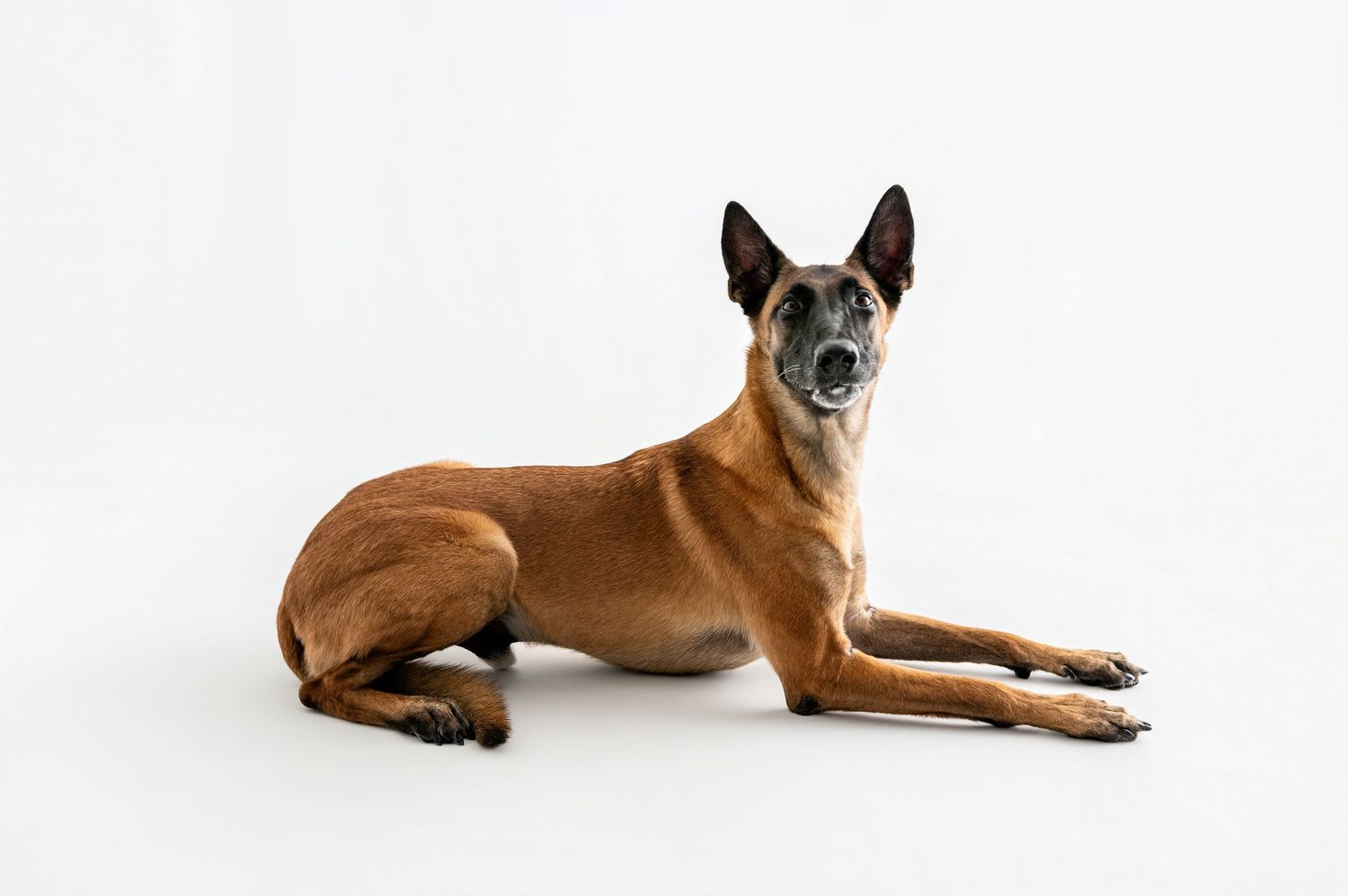 A tan Belgian Malinois dog lies calmly on a white background, looking alert with mouth slightly open.