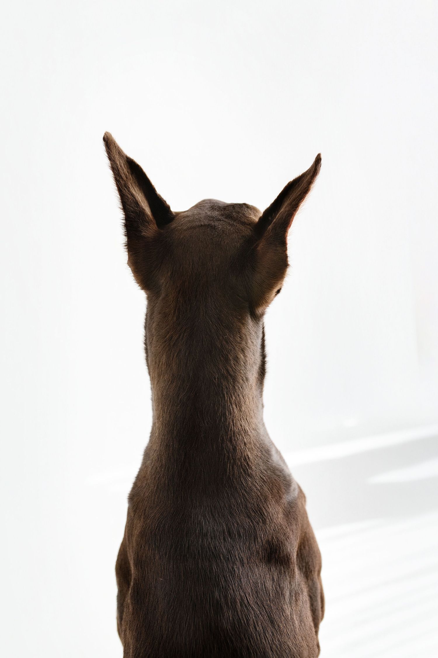 Rear view of a brown dog with pointed ears sitting against a white background.
