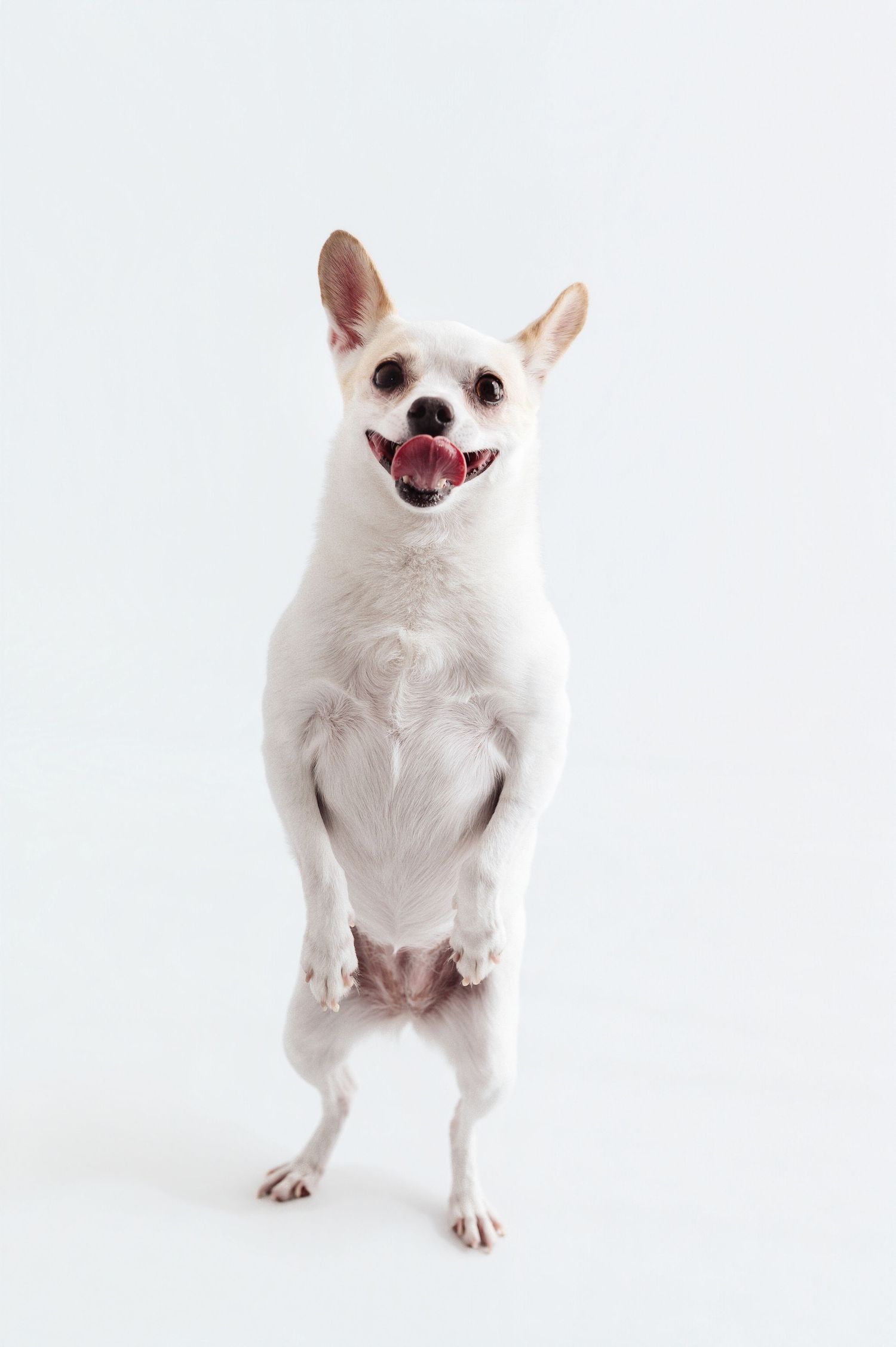 A small white Chihuahua stands on its hind legs with mouth open against a white background.