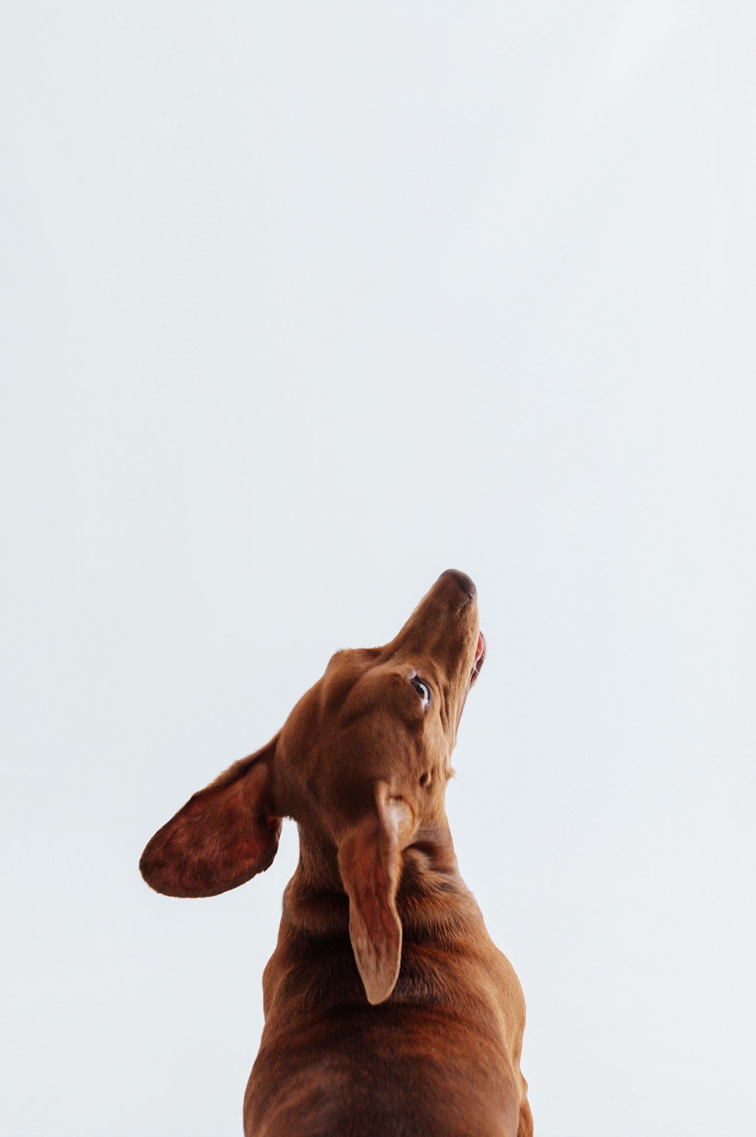 Low angle rear view of a brown Dachshund dog looking up against white background.