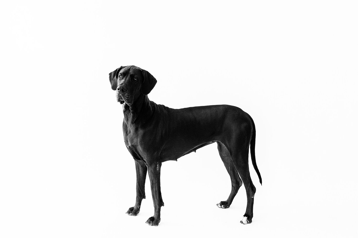 A sleek black dog stands in profile in a striking black and white studio portrait photograph.