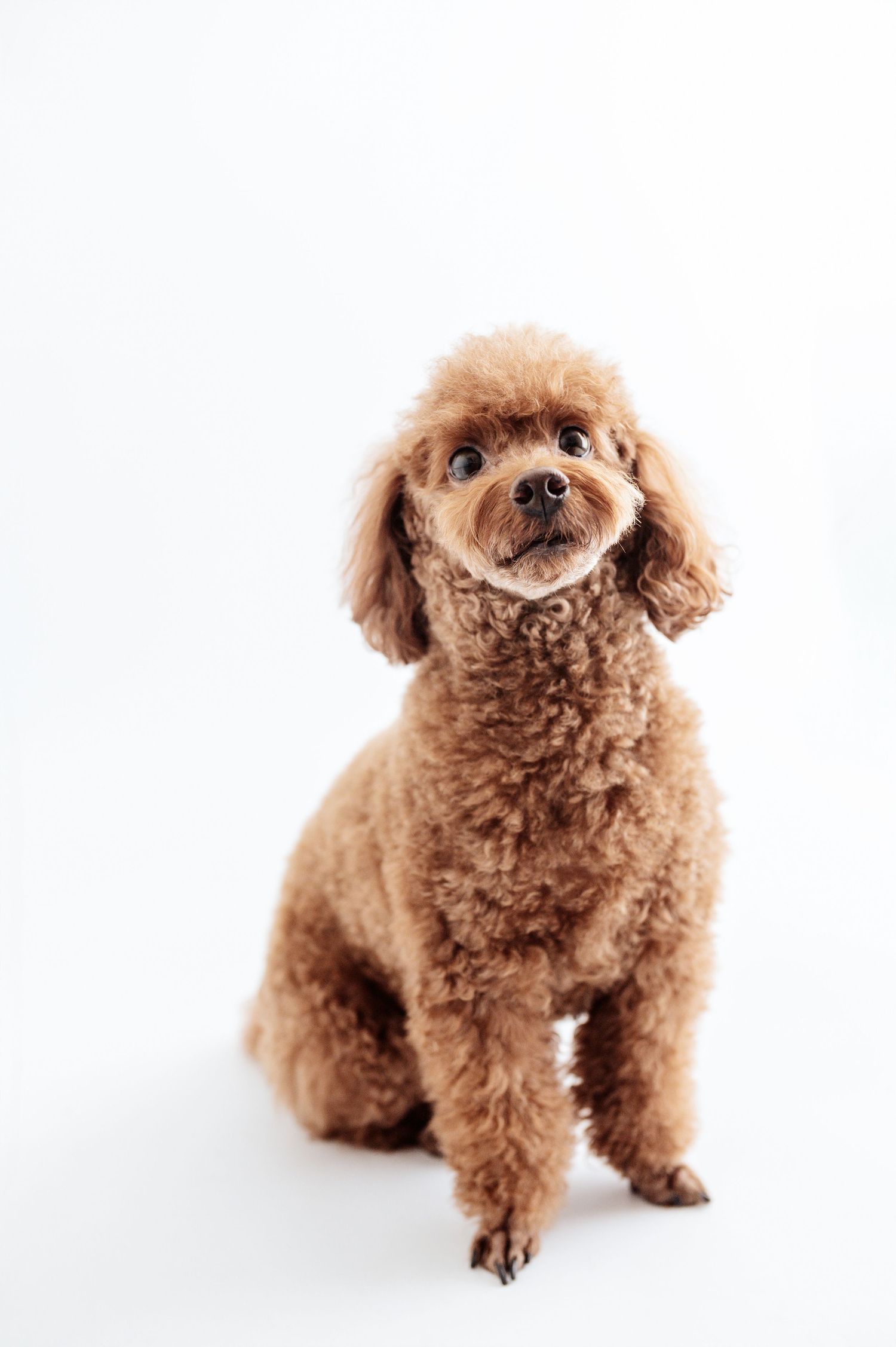 An adorable brown toy poodle sits and looks up curiously against a white background.