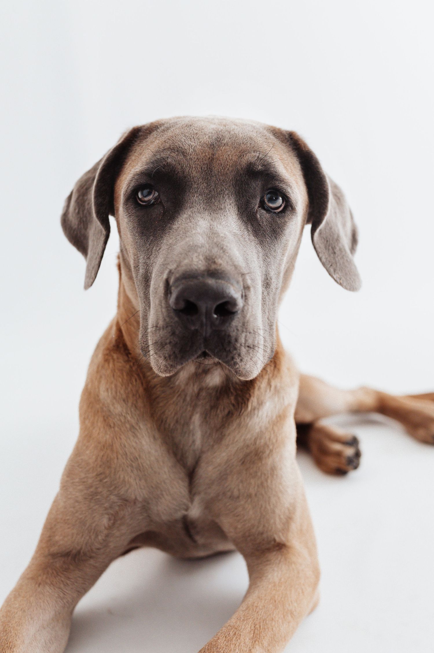 A Great Dane dog with fawn coat lies calmly, gazing directly at camera against a white background.
