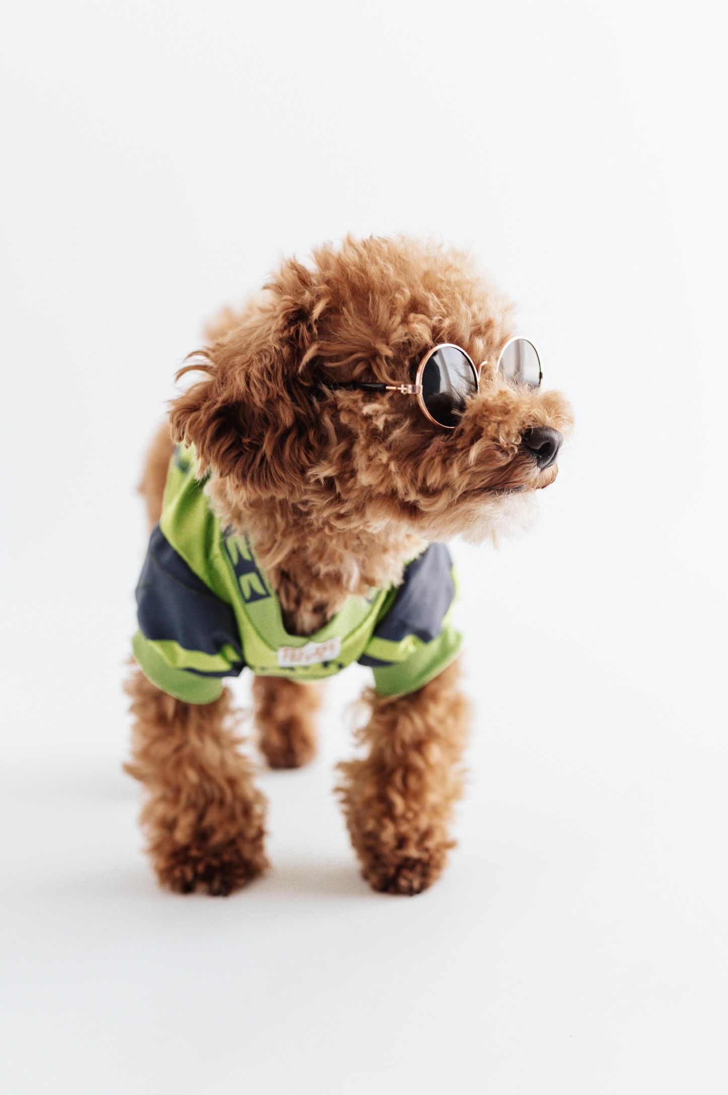 A cute brown toy poodle wearing round sunglasses and a green jacket poses against a white background.