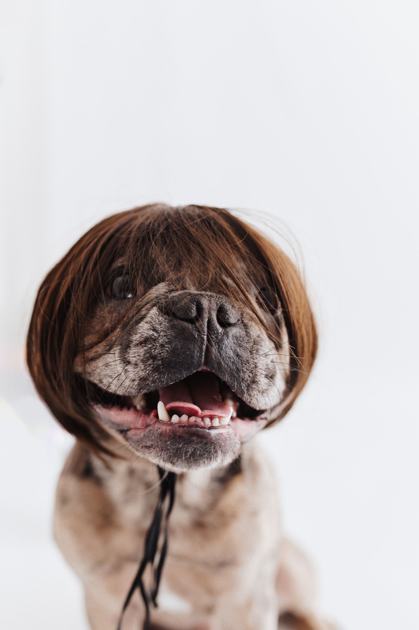 A playful bulldog wearing a brown bob-cut wig, smiling with teeth showing against a white background.