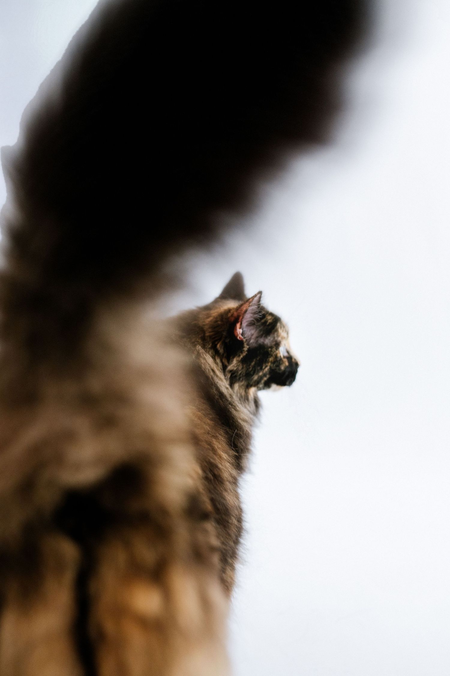 Side profile of a long-haired tortoiseshell cat with blurred tail in foreground on white background.