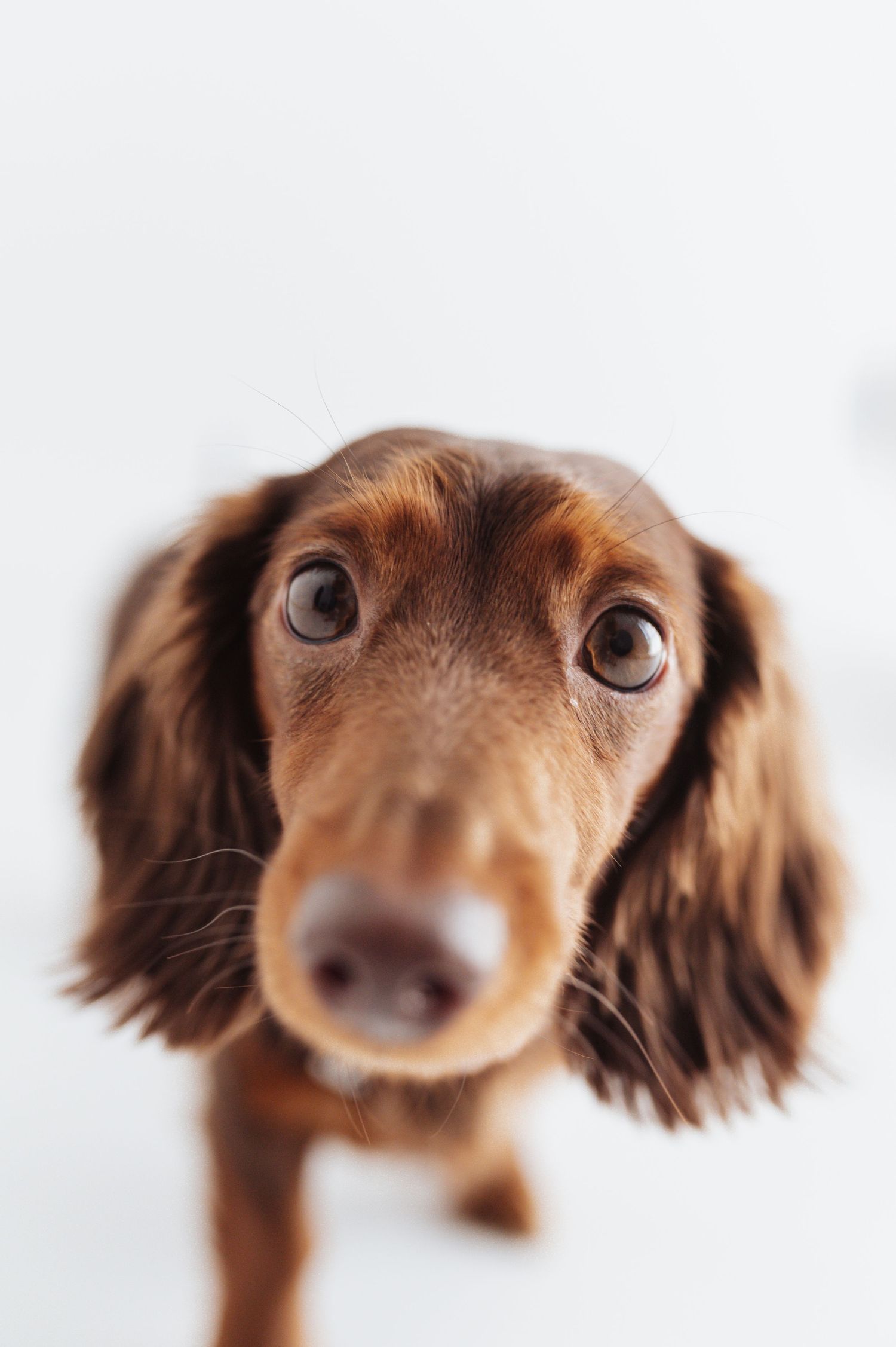 Close-up wide-angle portrait of a curious brown long-haired dachshund with big eyes on white background.