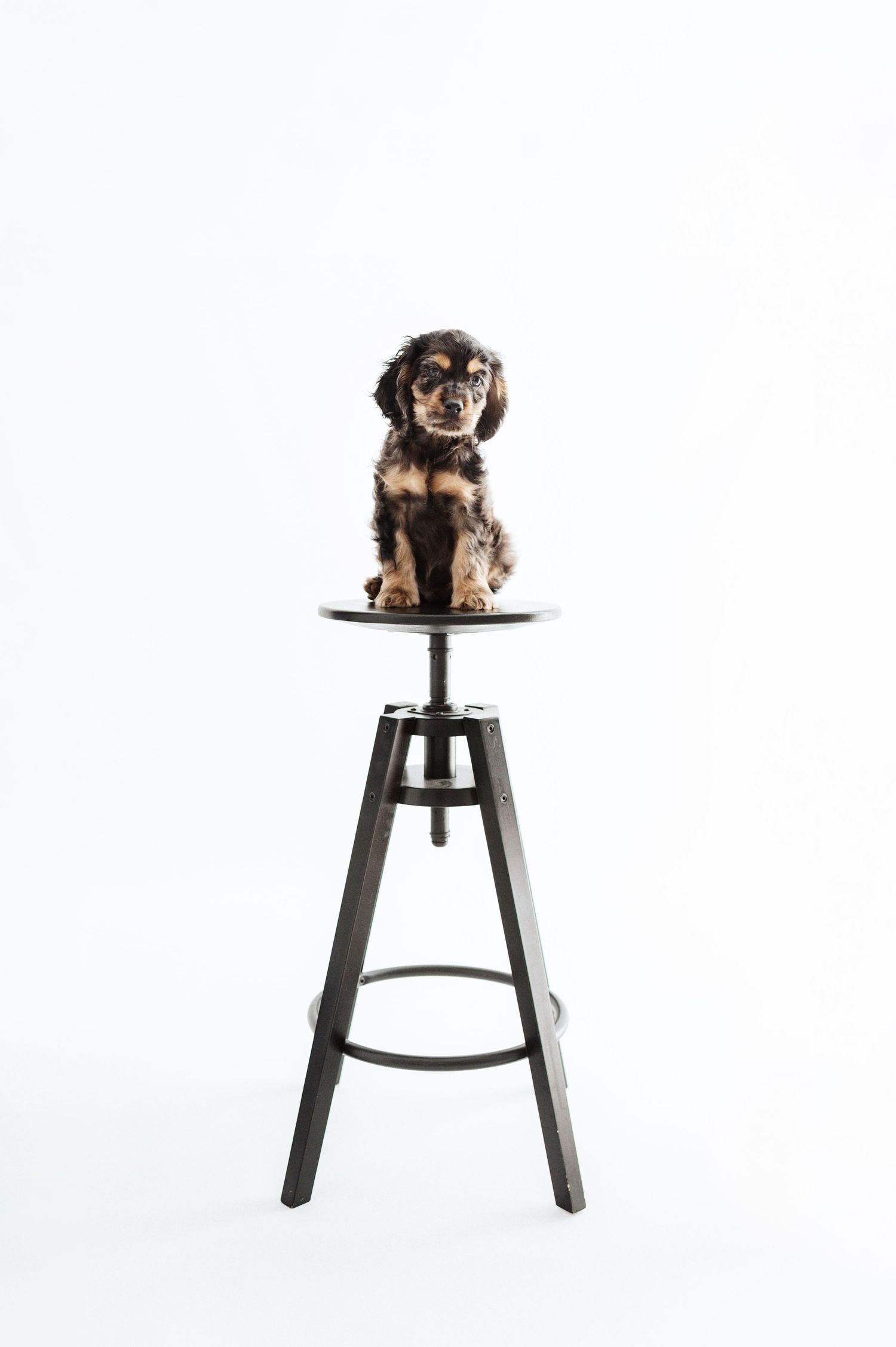 A small dachshund puppy with dark fur sits attentively on a metal adjustable stool against a white background.