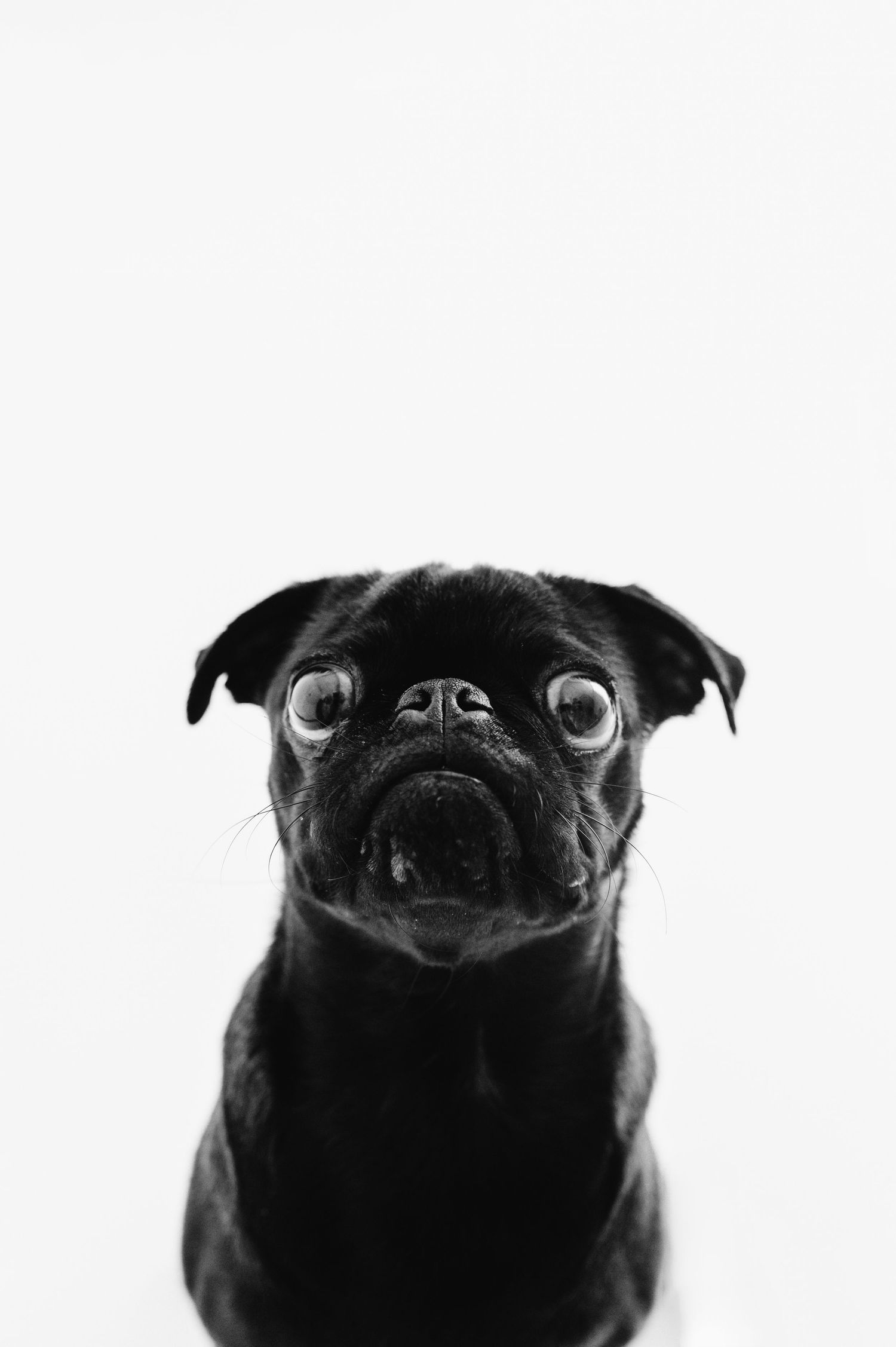 A black Pug with wide expressive eyes looks up at the camera in a black and white portrait.