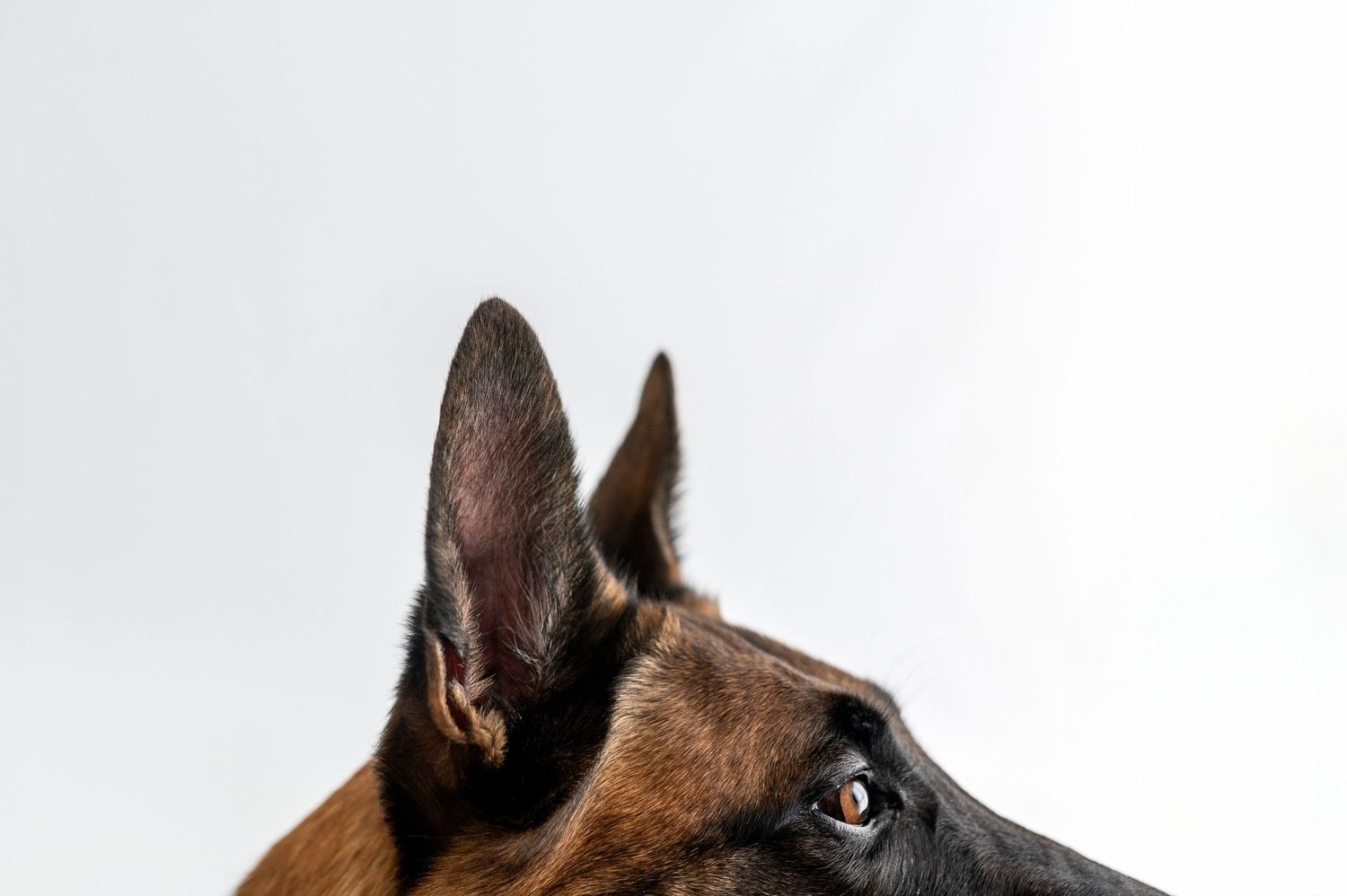 Close-up of a German Shepherd dog showing pointed ears and alert brown eye against white background.