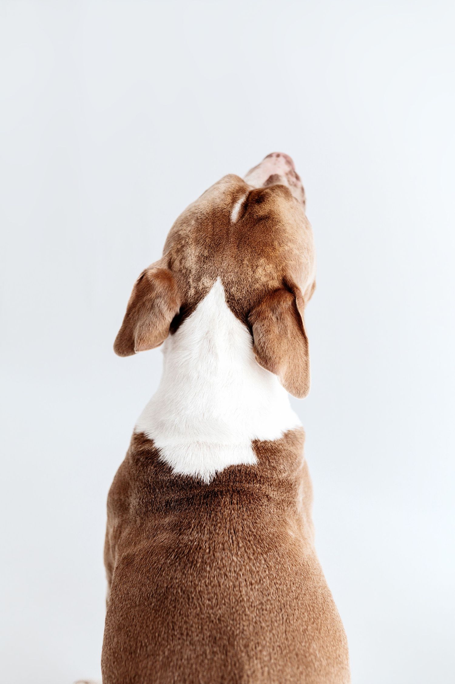 Rear view of a brown and white Beagle dog sitting against a light grey background.