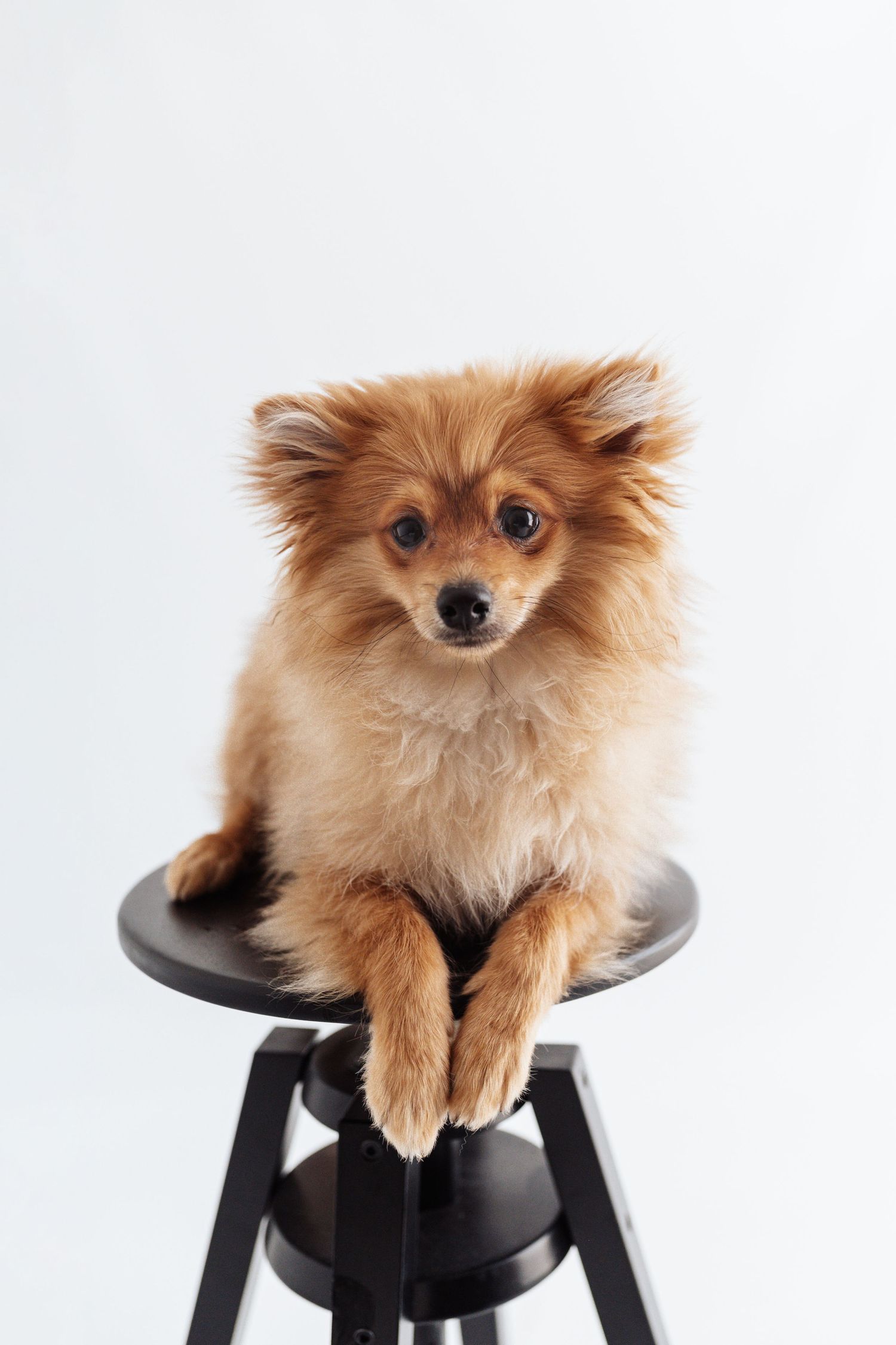 An adorable fluffy Pomeranian dog sits on a black stool with paws forward against a white background.