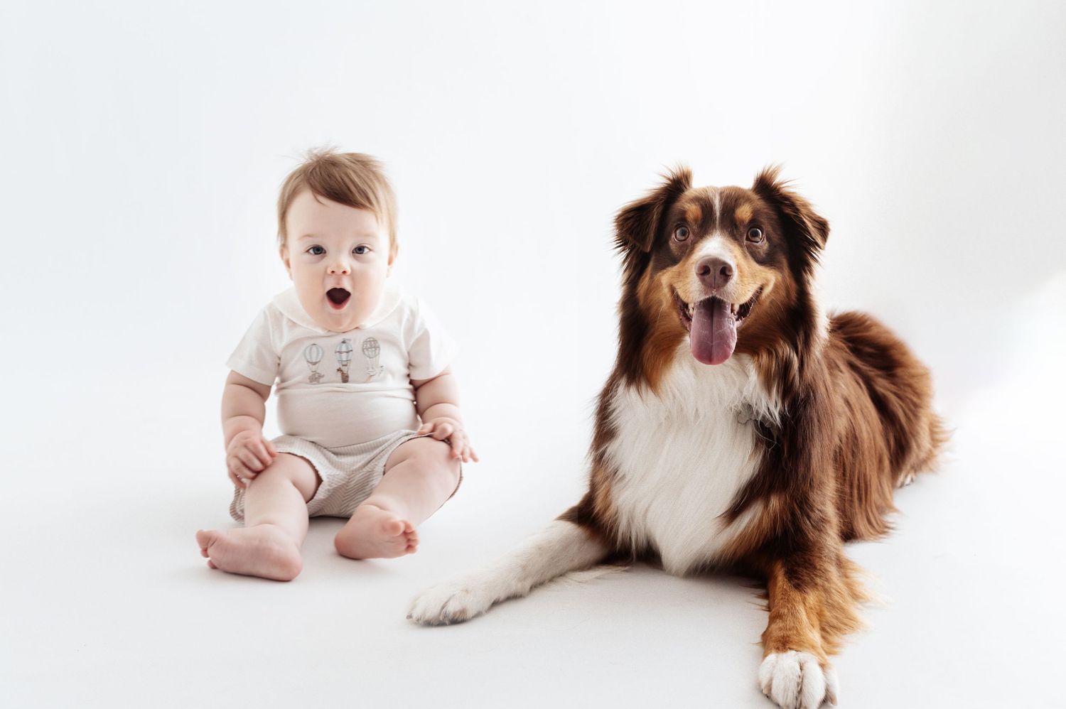 A surprised baby sitting next to a happy Australian Shepherd dog on white background.