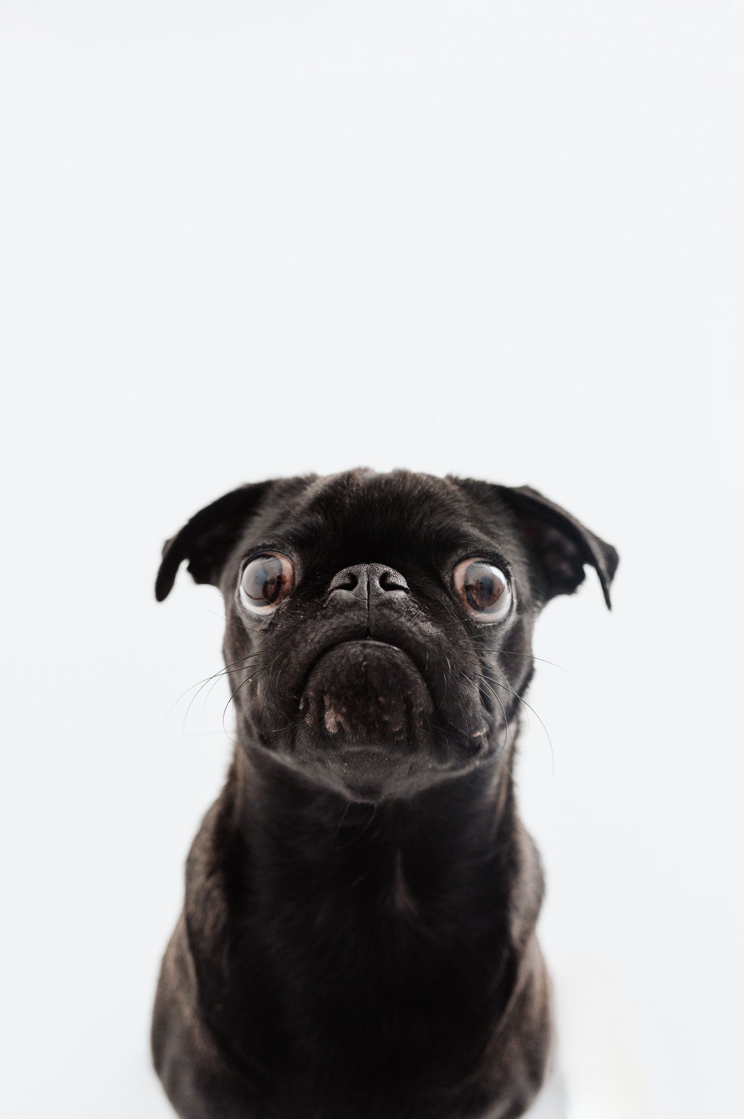 A black pug dog with wide expressive eyes looks up curiously against a clean white background.