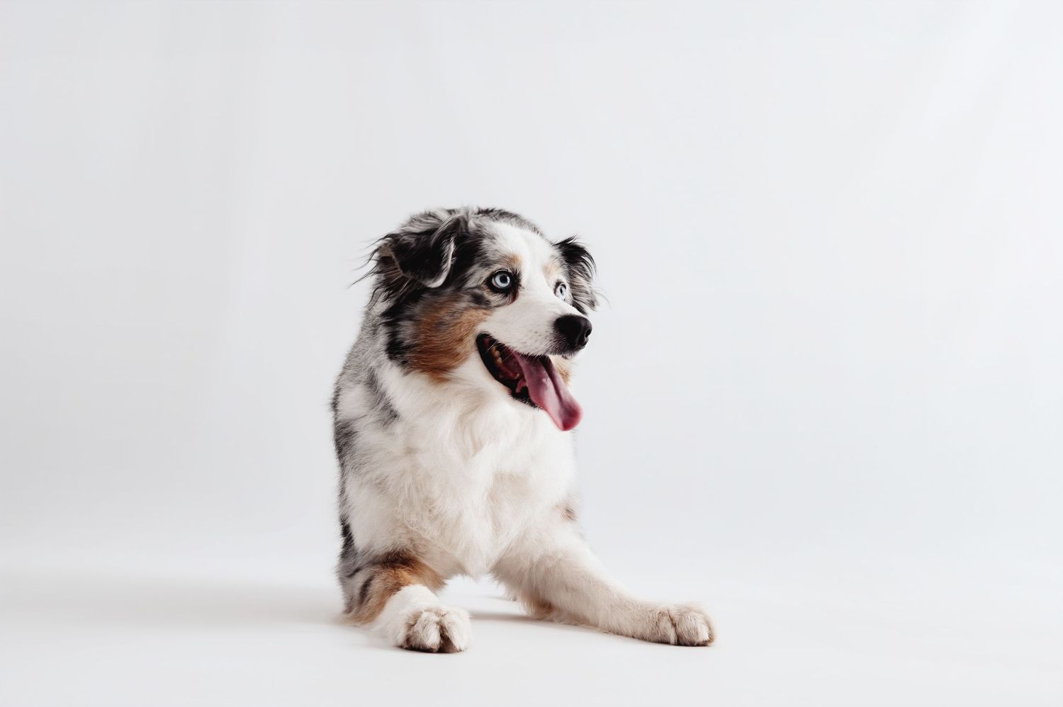 Australian Shepherd dog with blue eyes sitting and panting happily against a white studio background.