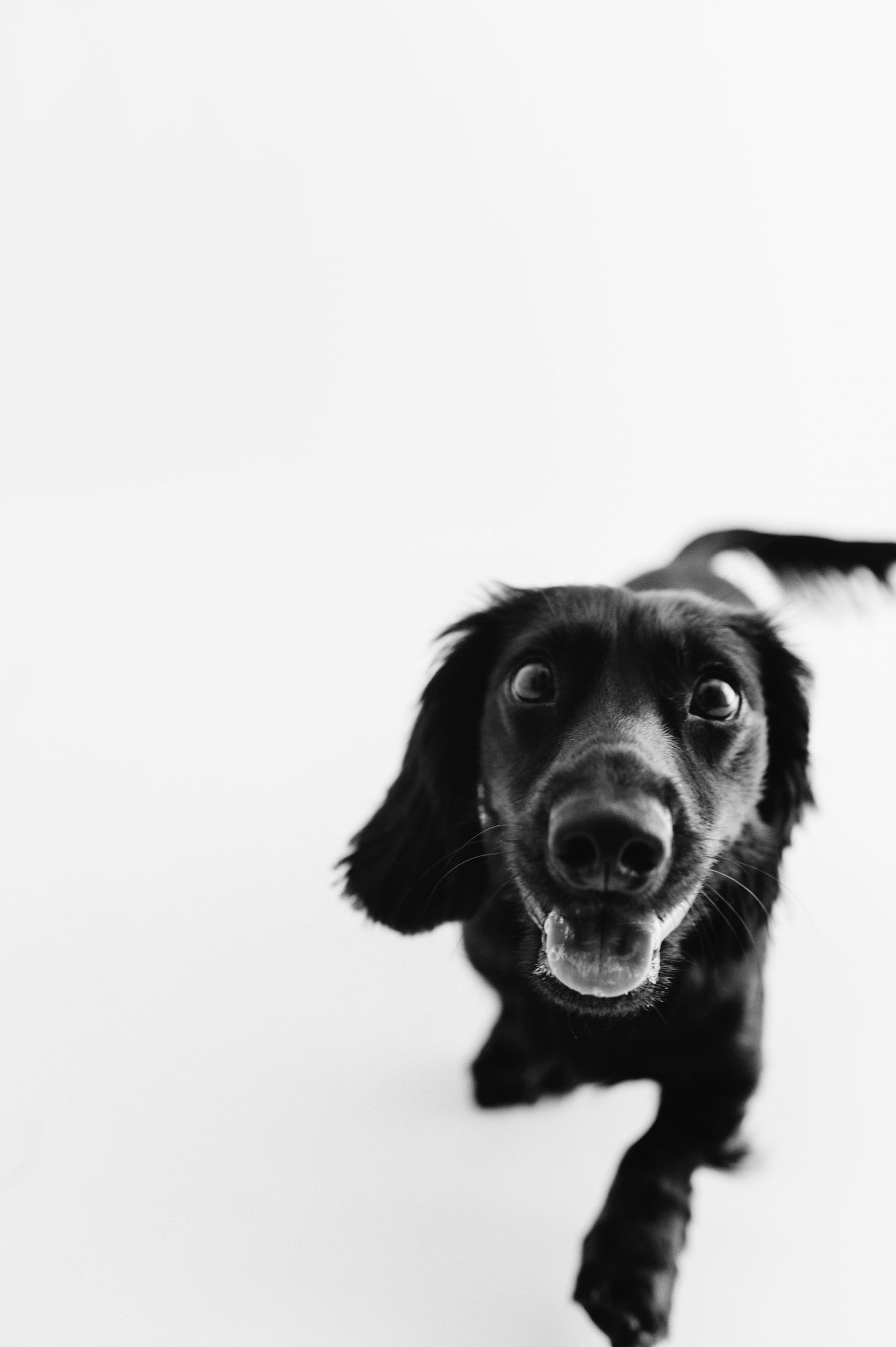 Black and white photo of curious black Spaniel dog looking up at camera.
