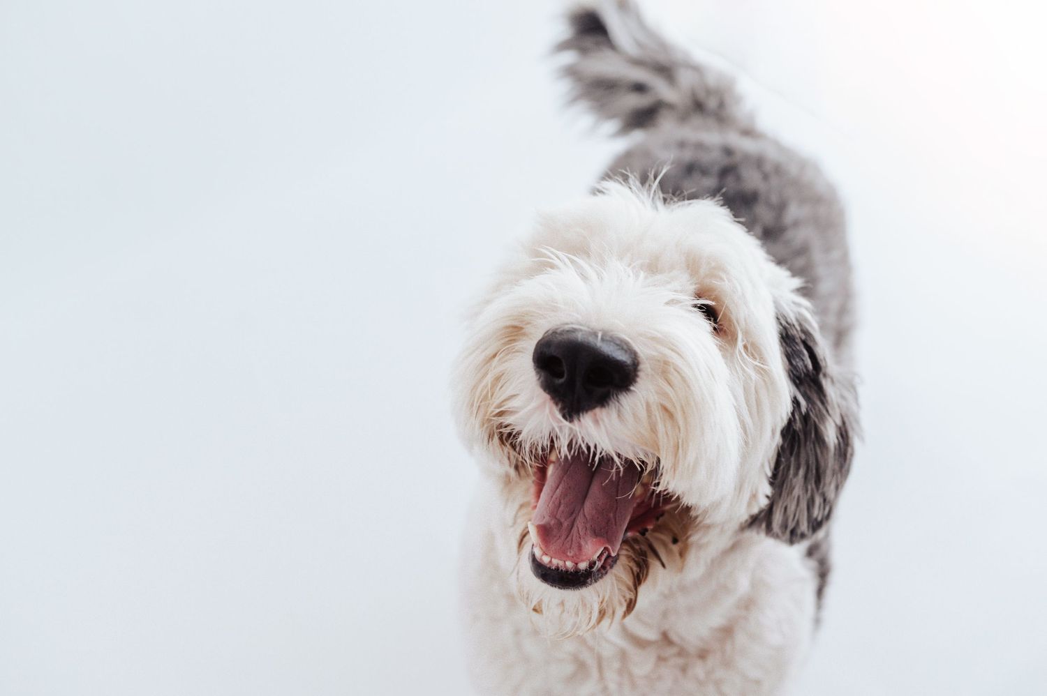 Happy fluffy white and gray Sheepdog with open mouth against a white background.