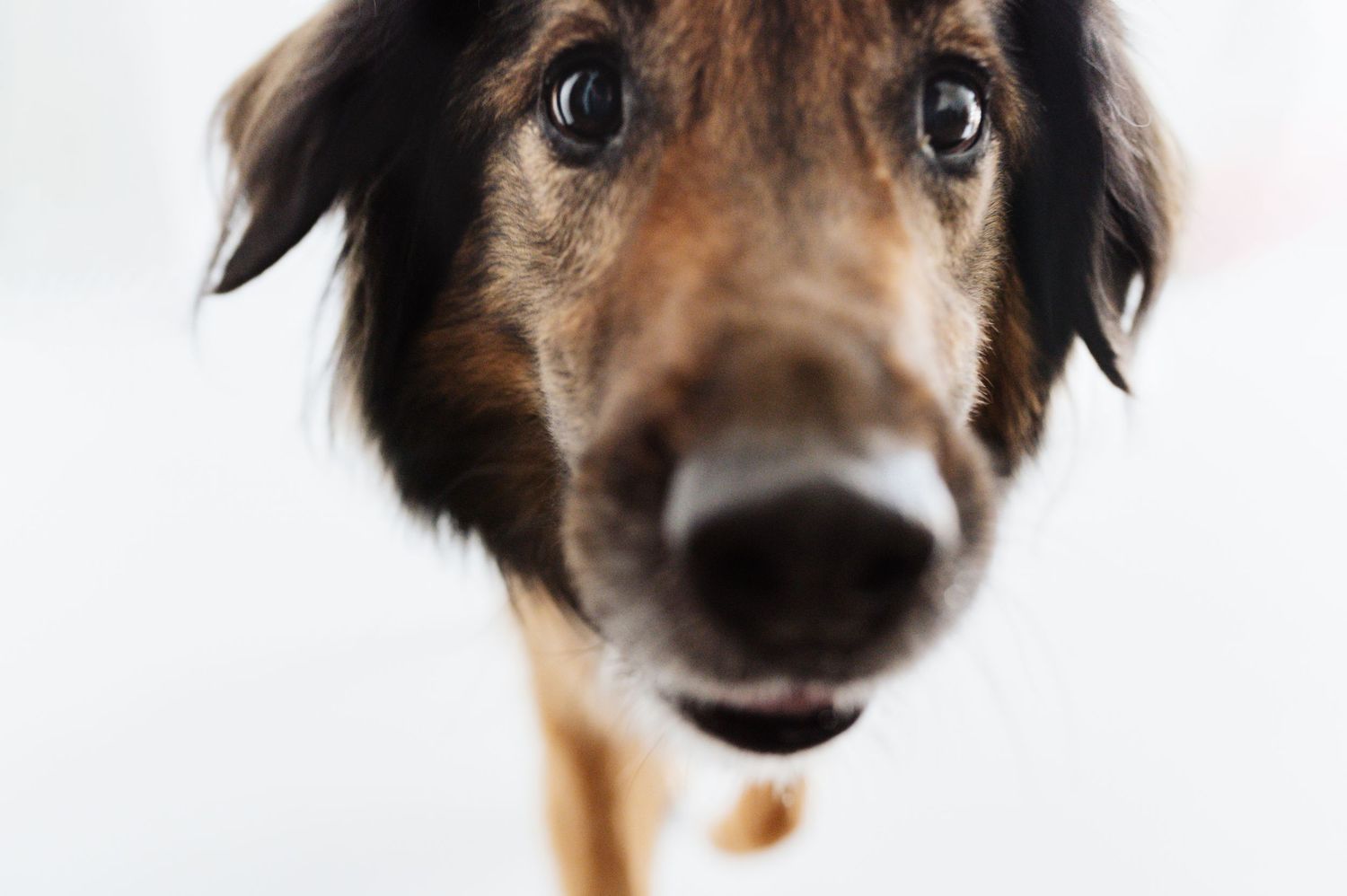 Close-up of a curious brown and black dog leaning its nose toward the camera against a white background.