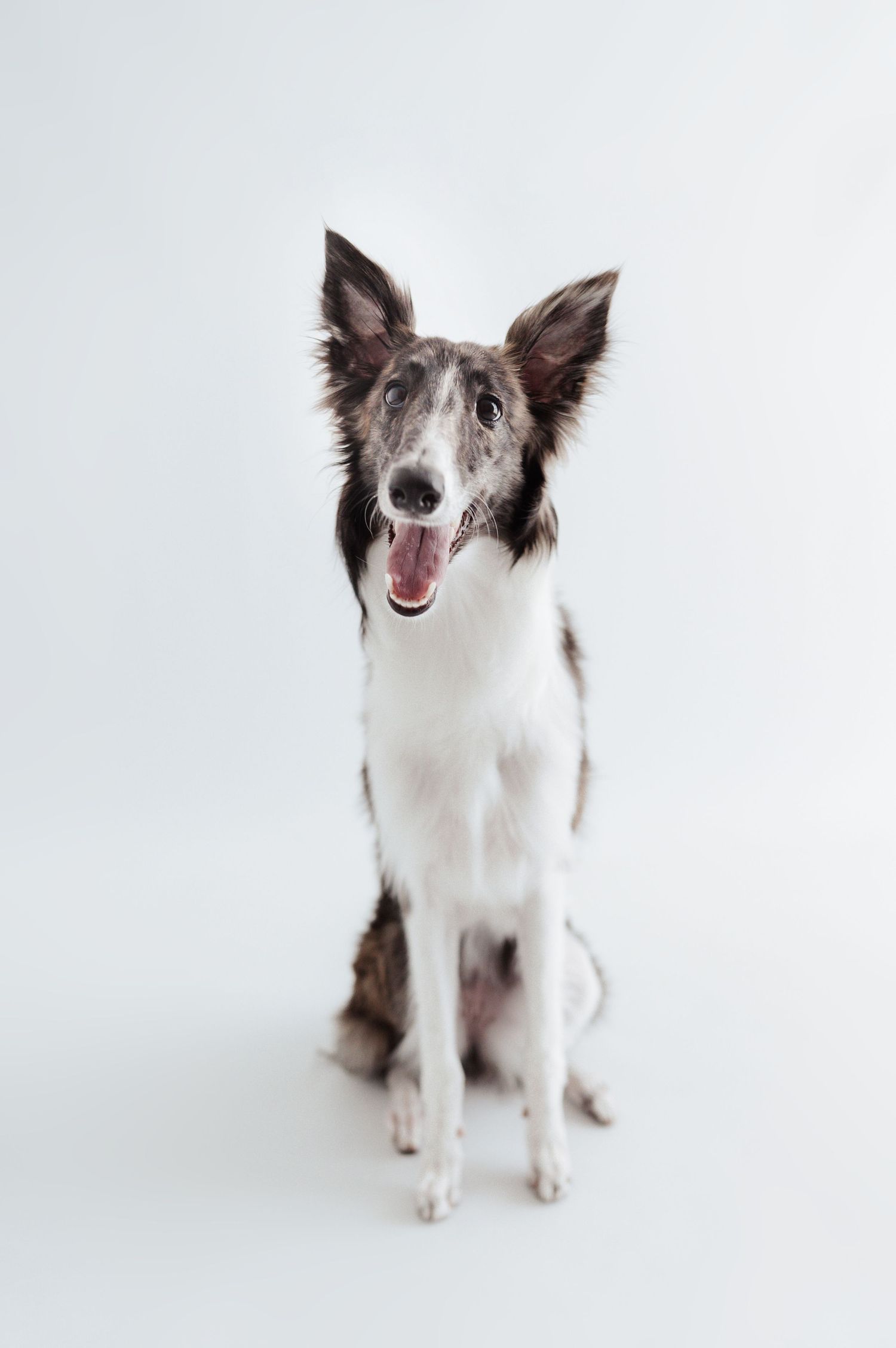 Black and white Borzoi dog sitting with mouth open against light gray background.