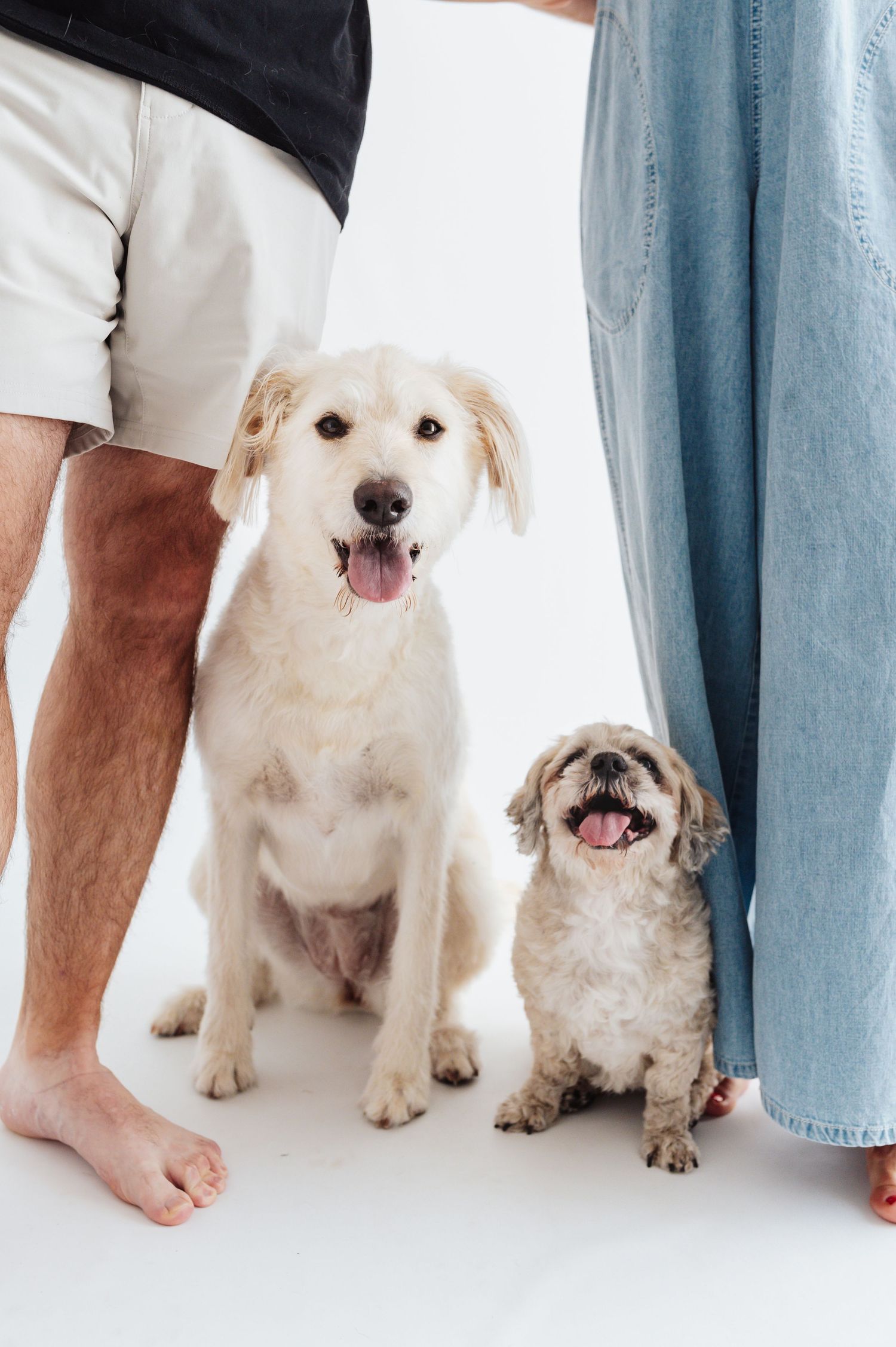 Two happy dogs sitting between owners legs, a Golden Retriever and small Shih Tzu on white.