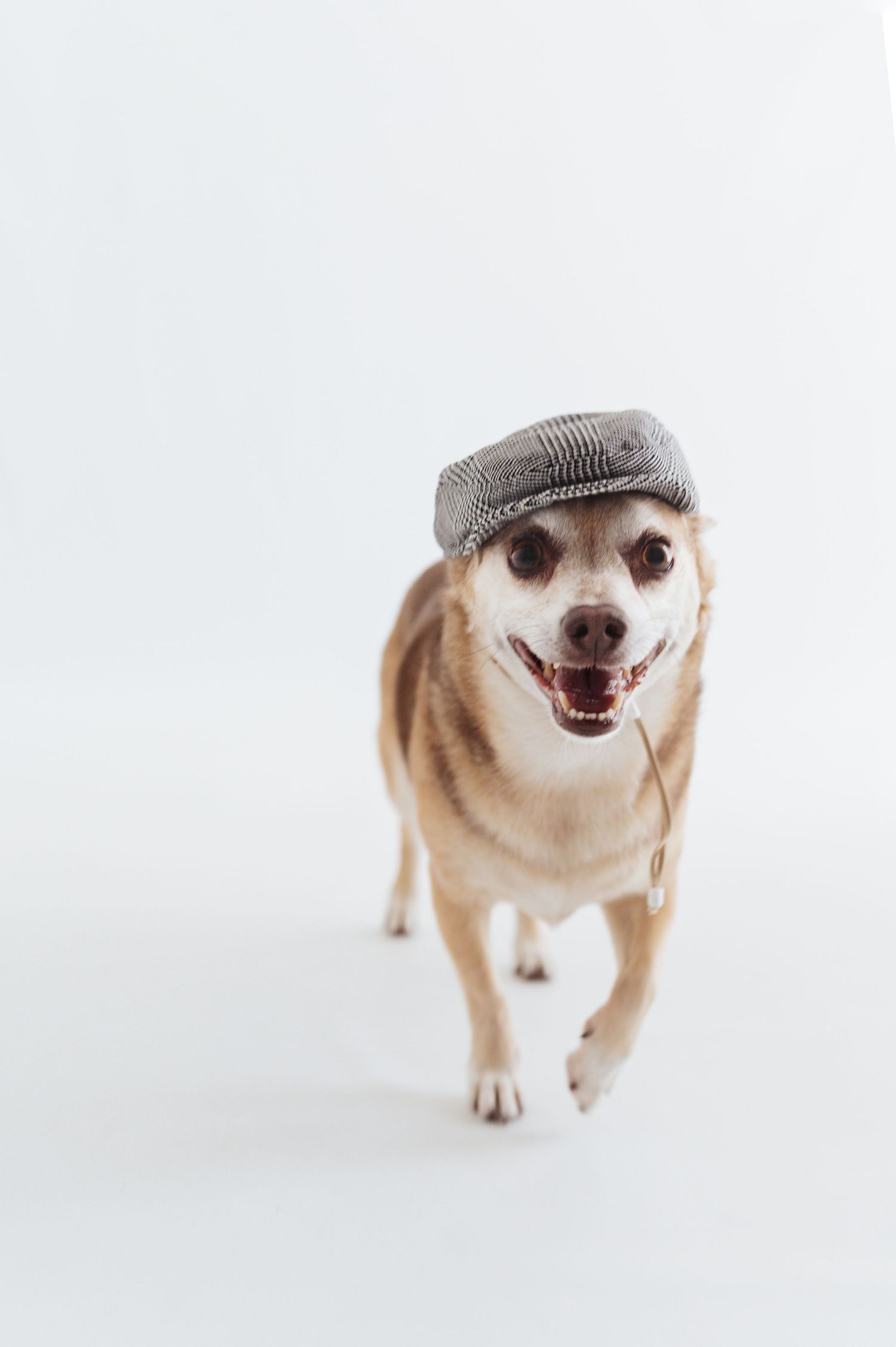 A happy Chihuahua wearing a newsboy cap walks toward the camera on a white background.