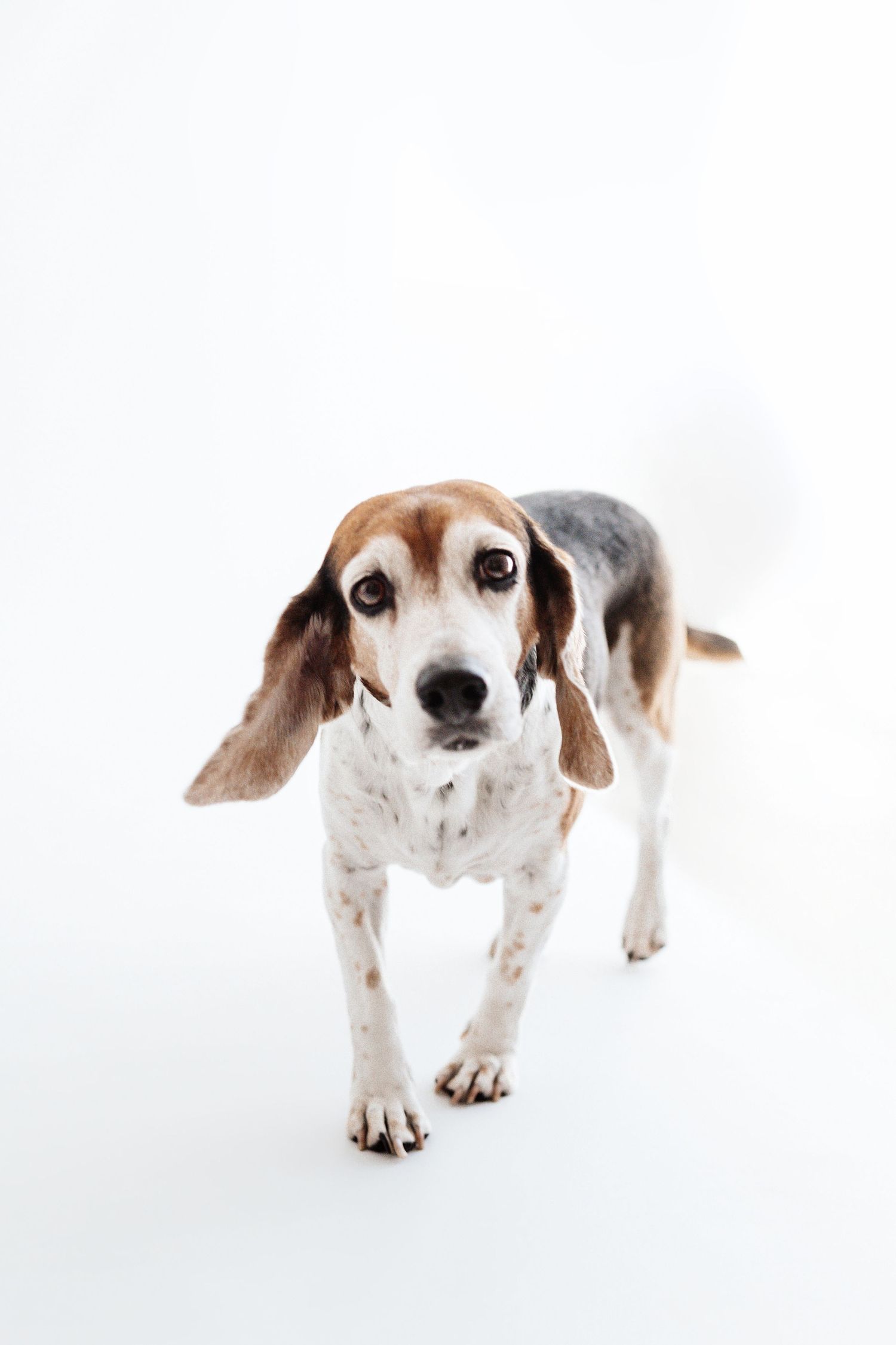 Senior tricolor Beagle dog standing and looking at camera with sad eyes on white background.