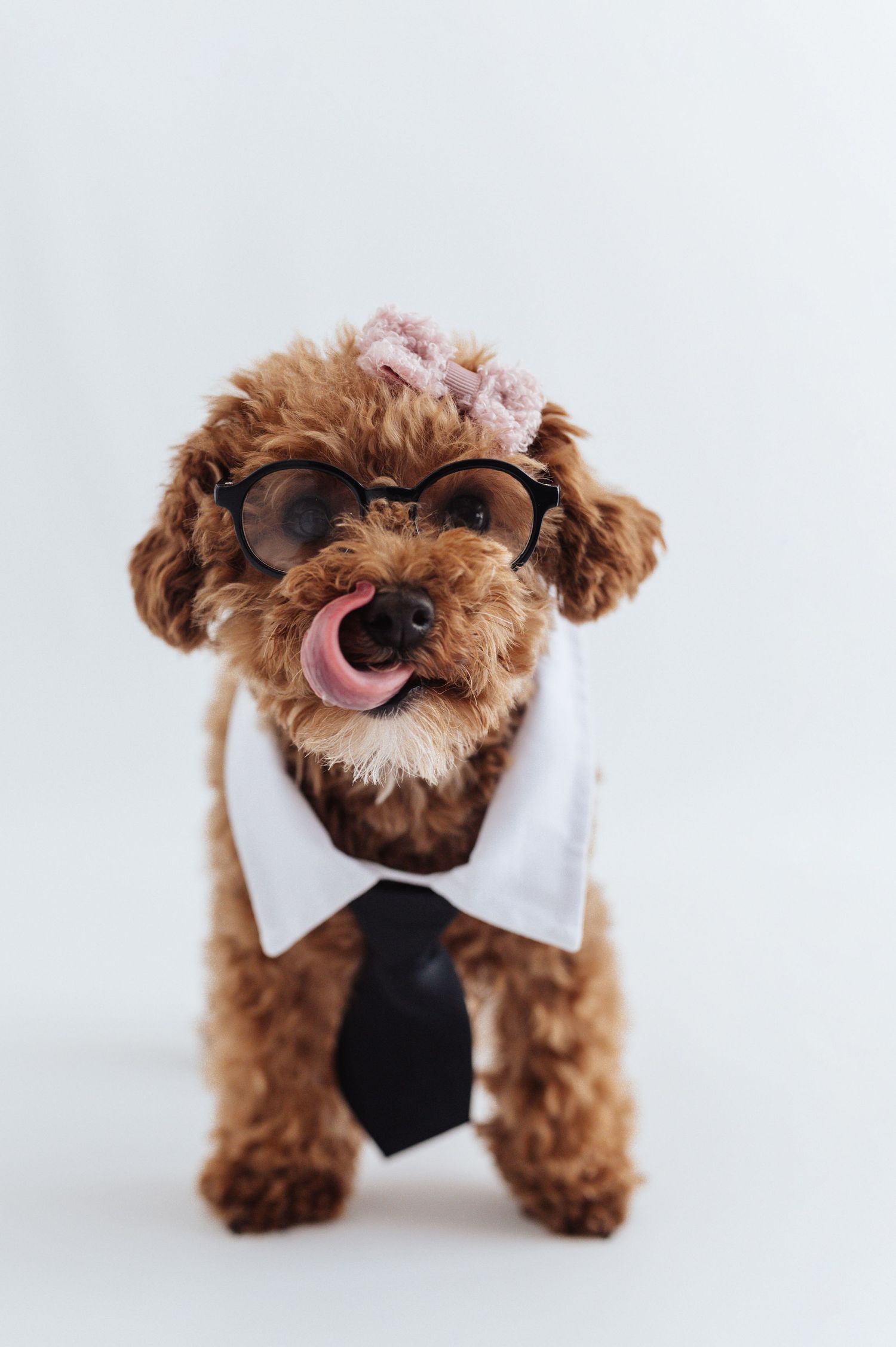 Cute brown Poodle wearing glasses, tie, and flower crown licking its nose on white background.