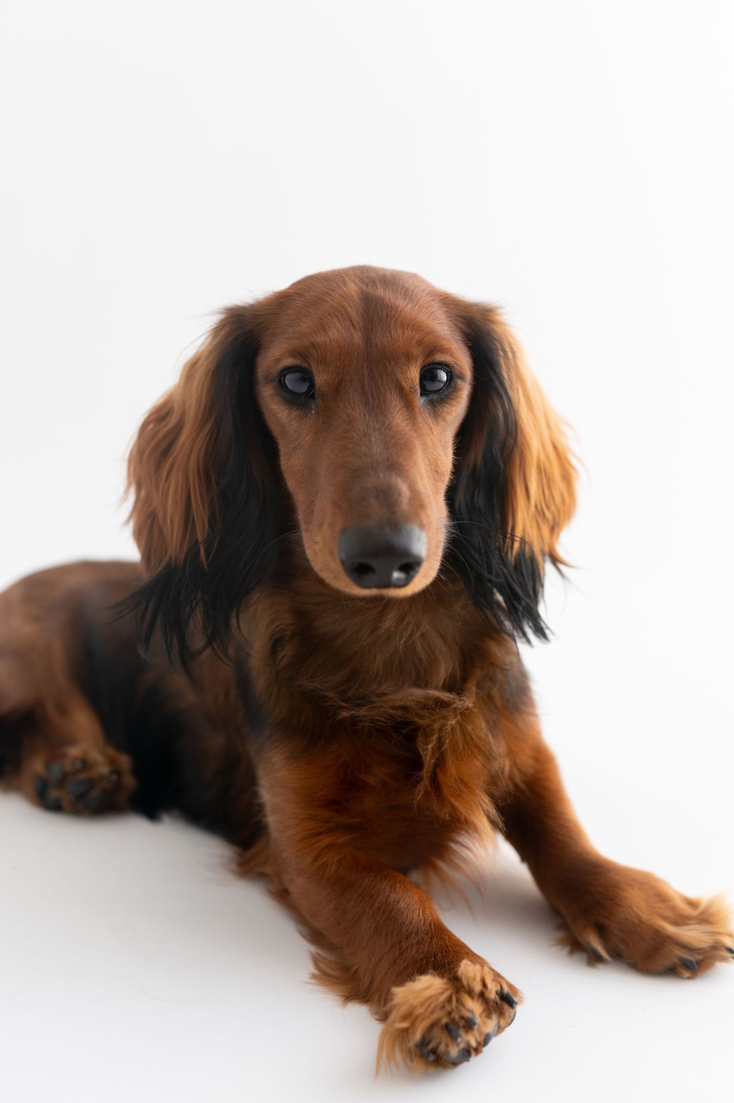 Long-haired brown Dachshund dog lying down and looking at camera on white background.